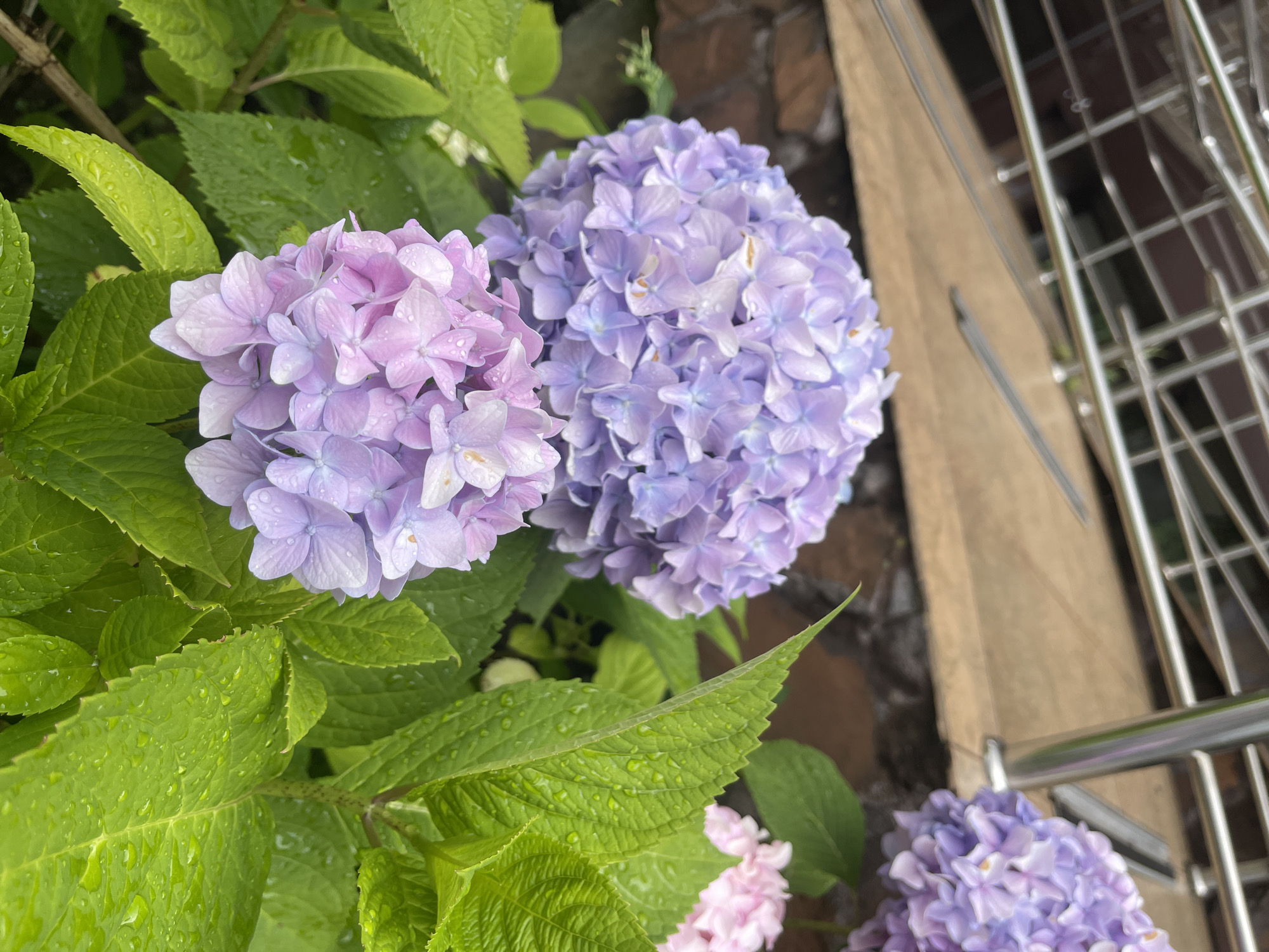A close-up, eye-level shot captures a cluster of wet, pastel-colored hydrangeas in the city of Kommunarka, Russia. The hydrangeas are predominantly lavender and pink, with some appearing to be transitioning between the two colors. Water droplets cling to their petals, indicating recent rain. Vibrant green leaves, also speckled with water, surround the flowers. In the background, a metallic railing and a wooden surface are visible, suggesting an outdoor setting, possibly a garden or a porch. A blurred brick wall can be seen behind the railing, further defining the environment. No people are present in the frame.