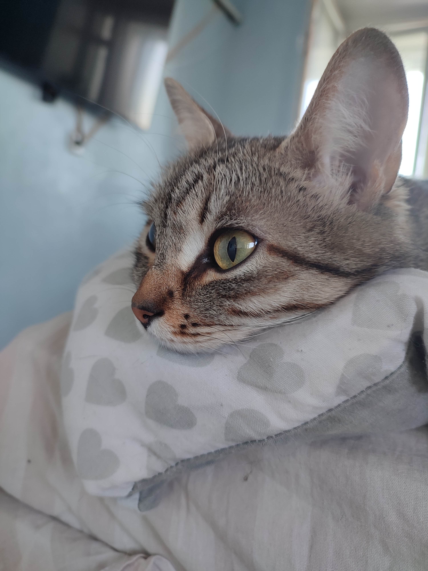 A tabby cat rests its head on a white heart-patterned pillow. The cat is facing left, with visible green eyes and prominent ears. The background features a light blue wall and a television. This image was taken in Chaikovsky, Russia.
