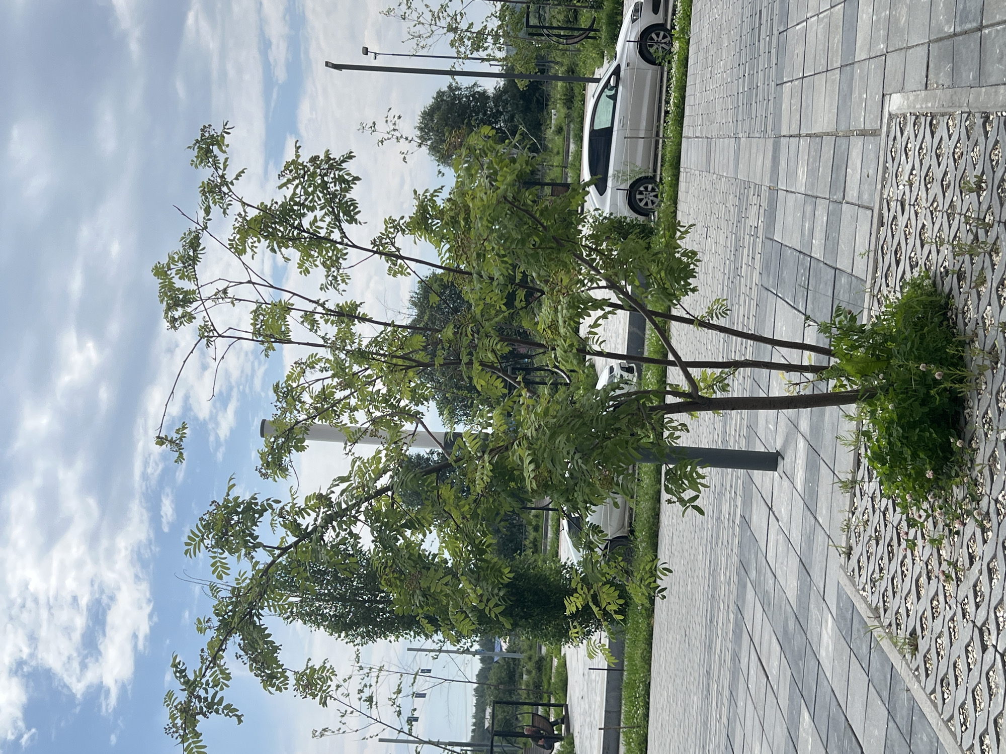 The image depicts an outdoor scene with a young tree in the foreground, its branches with green leaves and small clusters of berries reaching towards a cloudy blue sky. The tree is planted in a permeable paving grid filled with small stones and some low-lying green plants. Behind the tree, a paved walkway made of interlocking gray and black rectangular pavers is visible. Further back, two white cars are parked on a grassy area next to the paved walkway. In the background, there are more trees, streetlights, and some architectural elements that suggest a public space or park. A person is seated on a bench to the left of the frame, under a tall, slender tree with sparse foliage. The scene appears to be located in a modern urban or suburban setting. This location is identified as the Komsomolsky Park in Yekaterinburg, Russia.