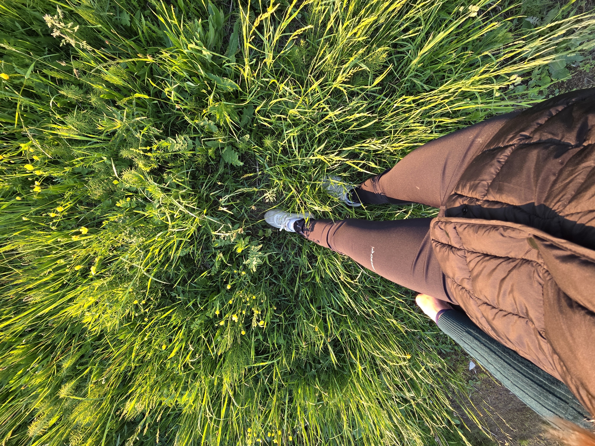 An overhead, first-person perspective photograph captures a person standing amidst a vibrant, tall grassy field in what appears to be Chaikovsky, Russia. The individual is seen from the waist down, wearing dark brown or black leggings, white and grey athletic sneakers, and a dark brown puffer jacket. A white "La Sportiva" logo is visible on the outer thigh of the left legging.
The field is densely covered with various types of lush green grass and scattered small, bright yellow wildflowers, resembling buttercups. The lighting suggests late afternoon or early evening, often referred to as the golden hour. The low sun casts a warm, golden glow across the upper blades of grass, creating bright highlights and emphasizing the texture of the vegetation. Subtle shadows are also present, adding depth to the scene. The overall impression is one of immersion in a natural, sun-drenched outdoor environment. No specific activity beyond standing or walking in the grass is explicitly depicted.