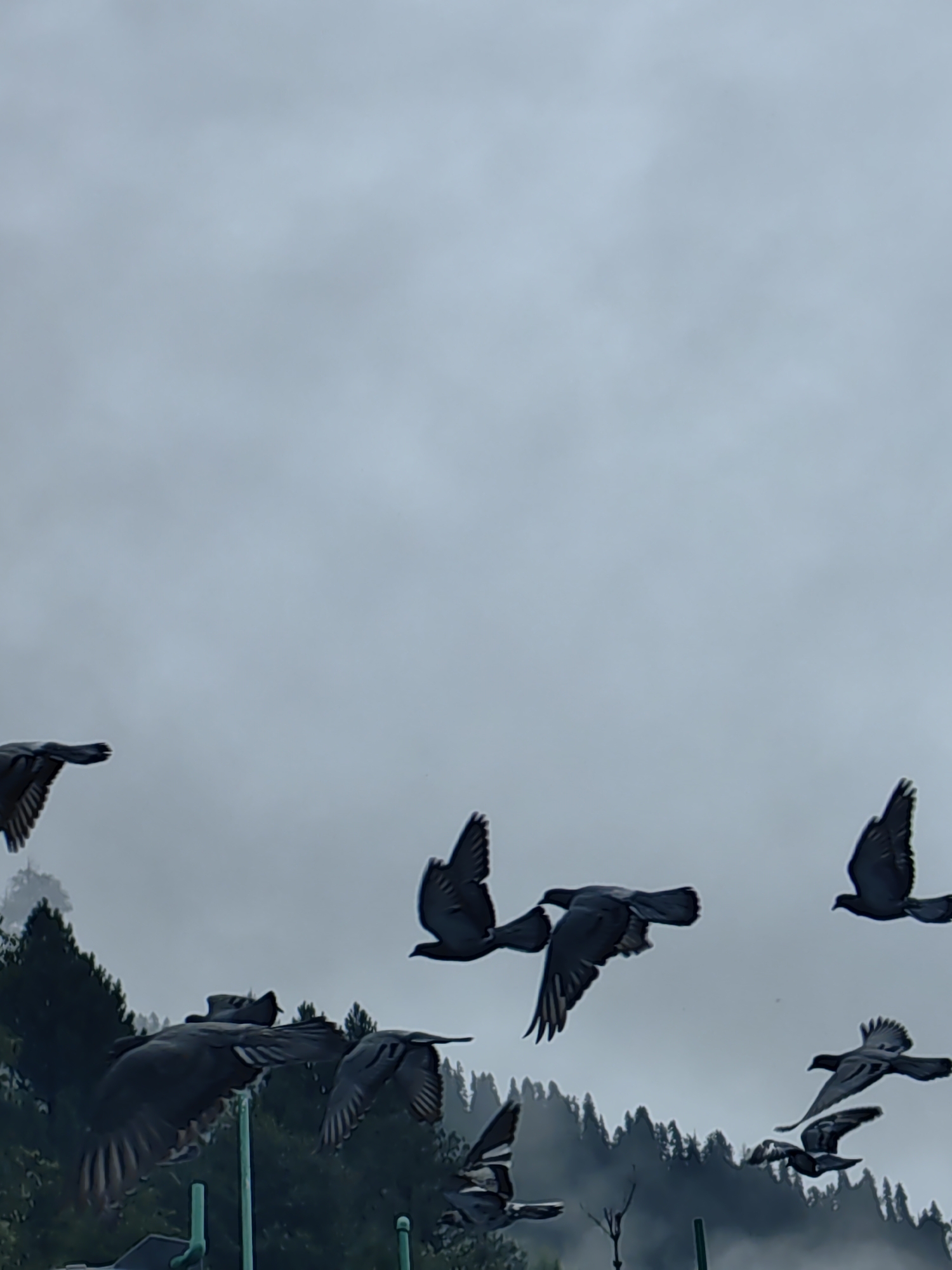 A flock of pigeons is captured in mid-flight against a hazy, overcast sky. The birds are dark gray with visible wing feathers and are spread out across the frame. In the background, a densely wooded hillside slopes upwards, with the tops of tall, dark green evergreen trees visible. The sky is a uniform, pale gray, suggesting a cloudy or foggy atmosphere. In the foreground, out of focus, are hints of man-made structures, including what appear to be green pipes or poles, suggesting an urban or semi-urban environment. The scene conveys a sense of movement and the natural behavior of birds in flight. The location is identified as Vashisht, India.