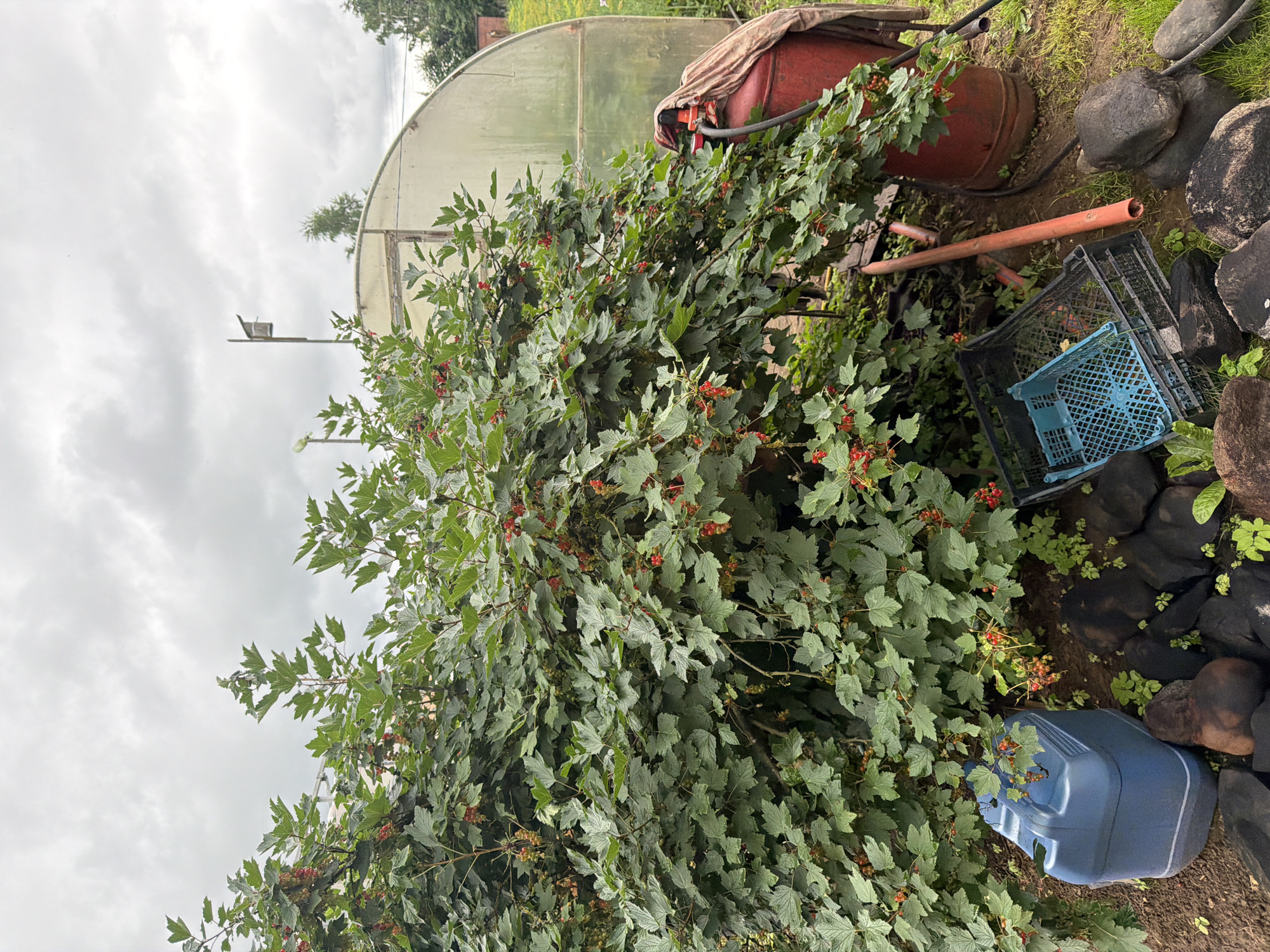 This is a vertical, outdoor, daytime photograph taken in Бронница, Russia. The scene appears to be a garden or yard, with a large bush bearing red berries dominating the foreground. Behind the bush, a greenhouse structure is visible, with a curved translucent roof supported by a wooden frame. To the right of the bush, a large red barrel, partially covered by a patterned cloth, rests on the ground. Nearby, a blue plastic container and a black plastic crate are also present. The ground is covered with soil and some green plants, with a scattering of dark rocks on the right side of the image. The sky is overcast with clouds, suggesting a possibly humid or rainy day. There is no visible text in the image.