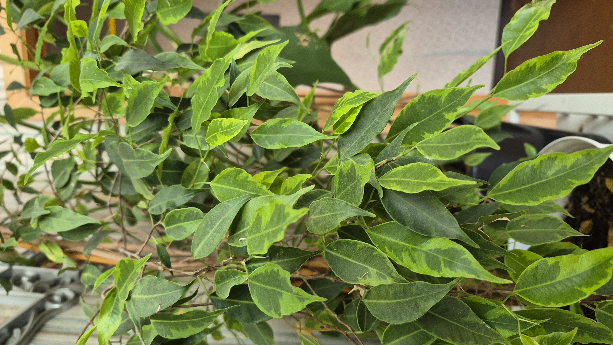 The image is a close-up, eye-level shot of a Ficus benjamina plant, commonly known as a weeping fig, with variegated leaves, displaying patches of dark green and lighter, yellowish-green. The plant's thin, woody stems are visible, intertwined and supporting the dense foliage. The background is blurred, suggesting it is indoors. Hints of vertical blinds or a window covering are present on the left, and a light-colored wooden structure, possibly a shelf or part of a furniture piece, is visible on the right. The plant appears to be in a pot, with the edge of a dark pot and some soil visible at the bottom of the frame. The overall lighting is natural and soft. The image does not contain any people or specific identifiable landmarks of Minsk, Belarus.
