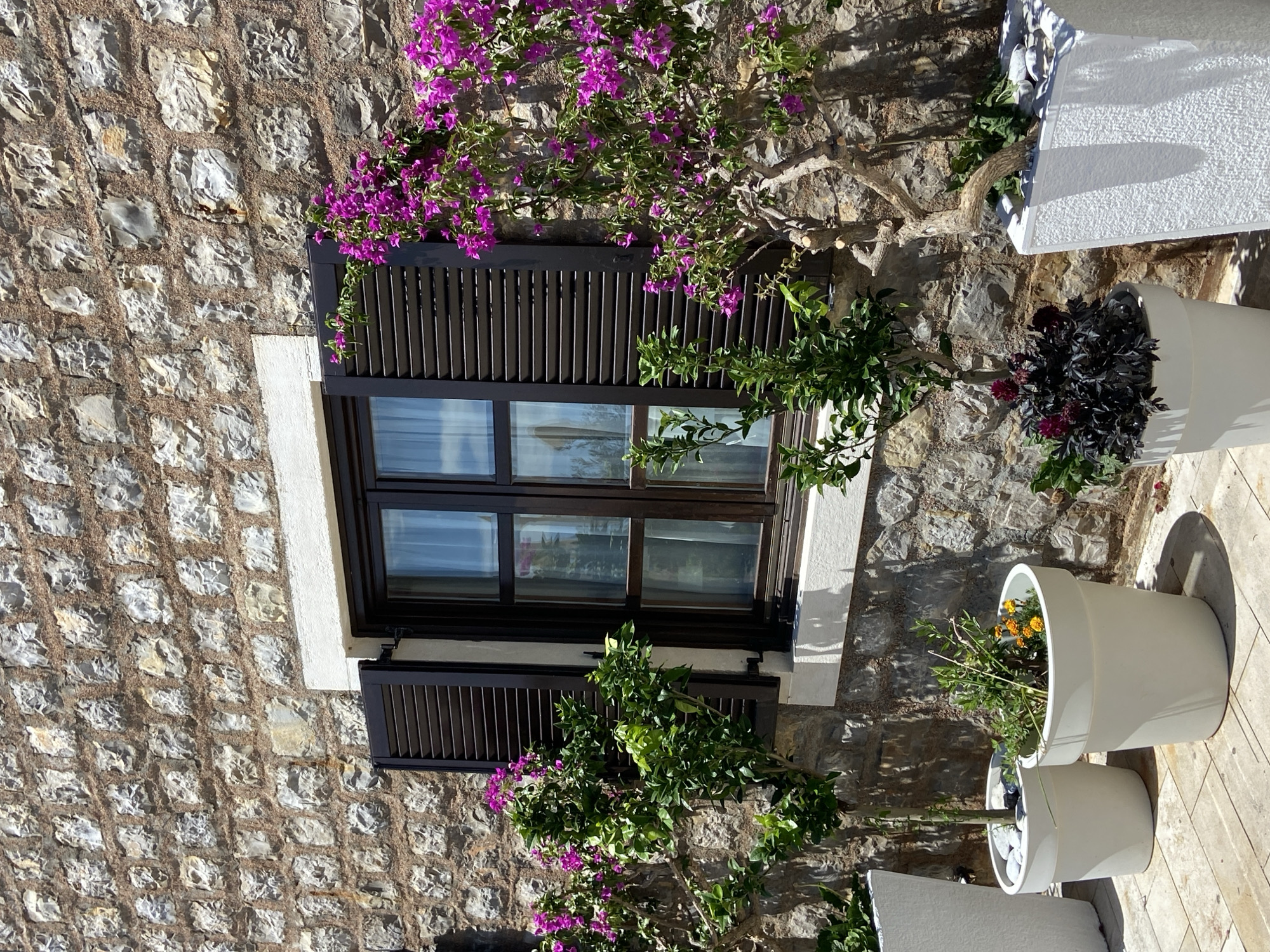The image depicts a close-up view of a stone wall with a window and several potted plants in the city of Petrovac centar, Montenegro. The stone wall is constructed of rough-hewn, irregularly shaped grey stones with visible mortar. A white-trimmed window with dark brown shutters is centrally located. The shutters are partially open, revealing sheer white curtains inside. To the left and right of the window, vibrant pink bougainvillea flowers cascade down the wall, intertwined with the branches of small trees. In the foreground, three white planters are arranged on a paved surface. The left planter contains a small tree and white stones. The middle planter holds a green plant with small orange flowers. The rightmost planter contains a dark-leafed plant with deep red flowers. The scene suggests an outdoor setting, possibly a courtyard or a facade of a building, bathed in sunlight, casting distinct shadows on the pavement.