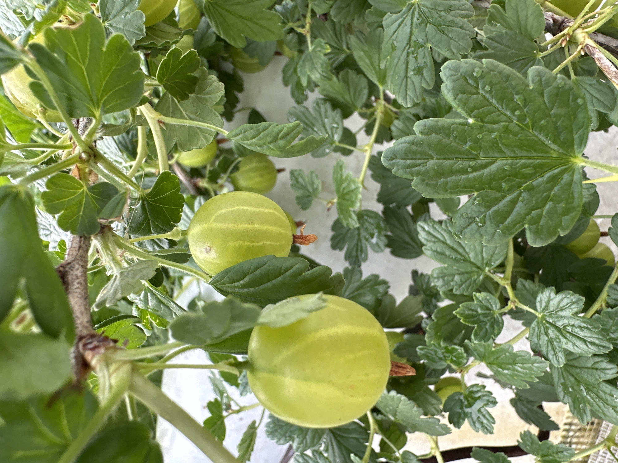 This is a close-up, slightly upward-facing photograph of unripe gooseberries growing on a bush. The gooseberries are a pale green color and some have faint vertical stripes. They are attached to branches by thin stems, and some are partially obscured by large, lobed green leaves. The leaves appear slightly wet, suggesting recent rain or watering. The background is out of focus and appears to be a pale, textured surface, possibly a wall. The image does not provide any information that would allow for the determination of its location in Yaroslavka, Russia, or any details about people, actions, or interactions.