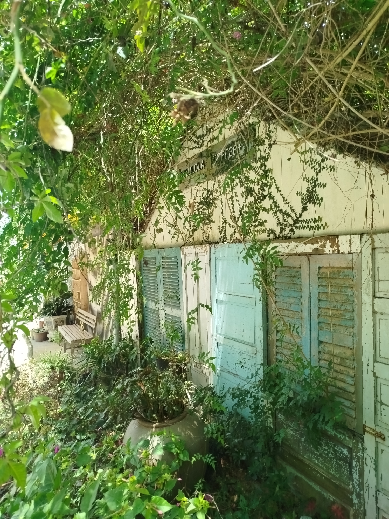 The image depicts the exterior of a building with weathered wooden shutters and a sign that reads "NICULOLA COFFEE". The structure is heavily overgrown with lush green foliage and vines, creating a natural, somewhat rustic ambiance. Several potted plants and large ceramic planters are visible in front of the building, some containing dense greenery. A wooden bench and a shelf unit are also present in the scene, suggesting an outdoor seating or display area. The overall impression is of an establishment integrated with nature, likely a cafe or shop, situated in a location that embraces its verdant surroundings. While the precise location in Da Lat, Vietnam is not explicitly stated, the abundance of greenery and the architectural style are consistent with the city's characteristic aesthetic.