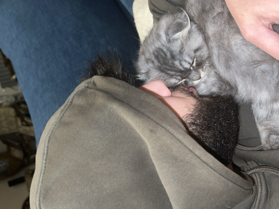 The image captures a close-up, intimate moment between a person and a cat. The person is lying down or reclining, with their head nestled into a dark olive green hooded sweatshirt or jacket. Their dark, curly hair and beard are prominent, framing part of their face. A small, pinkish area, possibly their lips or tongue, is visible near their chin.
Snuggled closely against the person's face, specifically around their mouth and chin area, is a small, fluffy grey cat. The cat has distinct tabby markings, appearing as darker grey stripes and swirls on its lighter grey fur. Its eyes are closed, indicating it is asleep or resting peacefully. Its head is pressed gently against the person's face, suggesting a strong bond and comfort. Part of the cat's soft, dense fur body is visible, extending towards the right of the frame.
In the upper left background, a section of blue fabric, possibly jeans or a blanket, can be seen. A lighter, almost white or cream-colored surface is visible behind the cat's back and the person's head, possibly part of a couch or bedding. The lighting appears to be indoor and somewhat subdued, contributing to the cozy and peaceful atmosphere. The overall scene evokes feelings of warmth, affection, and companionship between the person and their pet. No text is visible in the image.