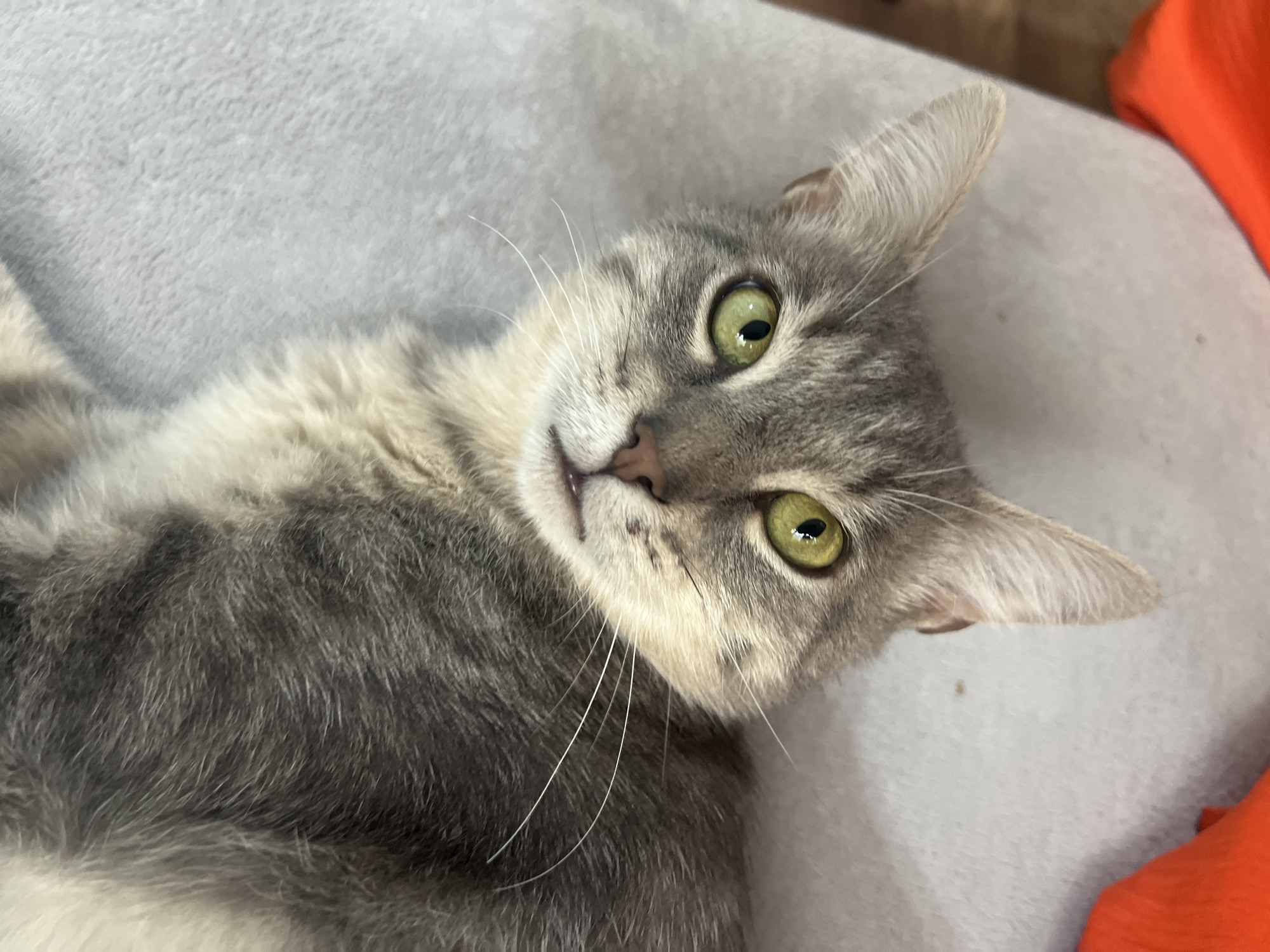 A grey tabby cat lies on its back on a light gray surface, with its head tilted upwards. The cat has bright green eyes and white whiskers. In the bottom left and bottom right corners of the image, portions of bright orange fabric are visible. The background is a light gray, textured surface. No specific location in the city of Pshekhskaya, Russia, can be determined from the provided image.