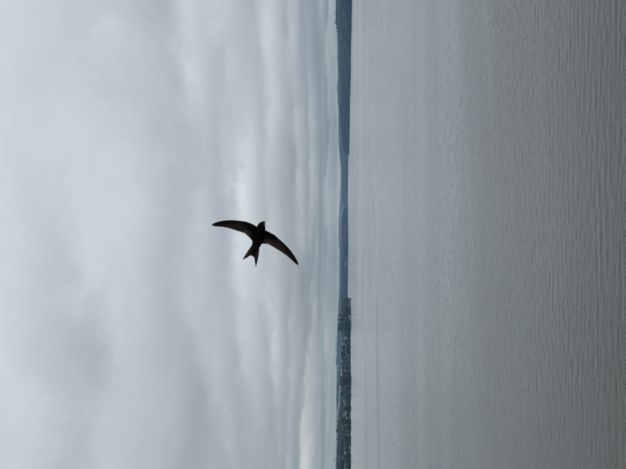 An overhead drone shot captures a lone, dark bird in mid-flight against a cloudy sky. The bird is silhouetted and appears to be a swift, with its wings spread in a characteristic crescent shape. Below the bird, a wide expanse of grey water stretches towards a distant, tree-lined shore. The shoreline is dotted with buildings, suggesting a settlement on the coast. The sky is overcast with heavy, grey clouds. This scene is likely Votkinsk, Russia, a city known for its picturesque location on the Votkinsk Reservoir, a large man-made lake on the Kama River. The overall atmosphere is muted and serene, emphasizing the bird's solitary flight.