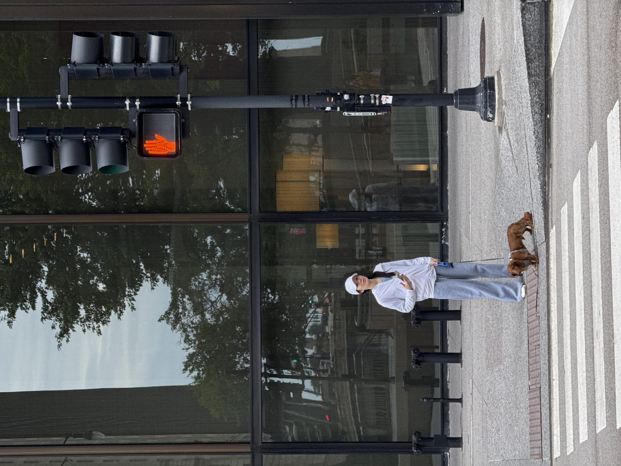 In Chicago, Illinois, USA, a young Asian woman wearing a white baseball cap, white zip-up hoodie, and grey sweatpants stands on a sidewalk next to a crosswalk. She is holding a smartphone in her right hand and a dog leash attached to a small, brown Dachshund dog with her left. The dog is positioned on the crosswalk, sniffing the ground. A traffic light pole with multiple traffic signals stands to the woman's right, displaying a red "Don't Walk" hand symbol. The background features a large glass building with reflections of trees and the sky. The sidewalk is paved with concrete, and there are several black bollards visible.