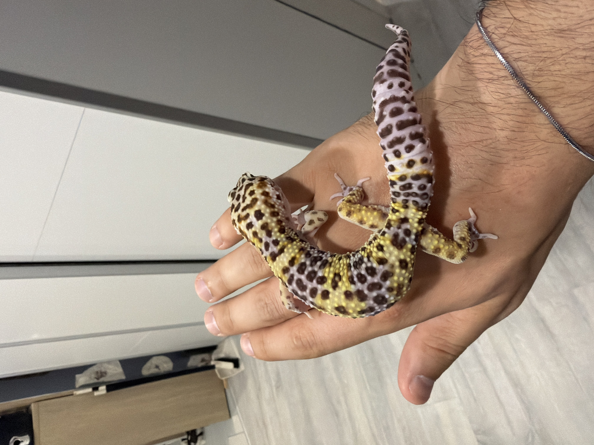 A person is holding a leopard gecko in their hand. The gecko has a spotted pattern with yellow and brown colors. The tail of the gecko is thicker and has a different pattern of dark brown spots on a lighter background. The person is wearing a silver chain around their wrist. The background shows a white surface with a wooden drawer and white wall, suggesting an indoor environment. There is no clear indication of Izhevsk, Russia.