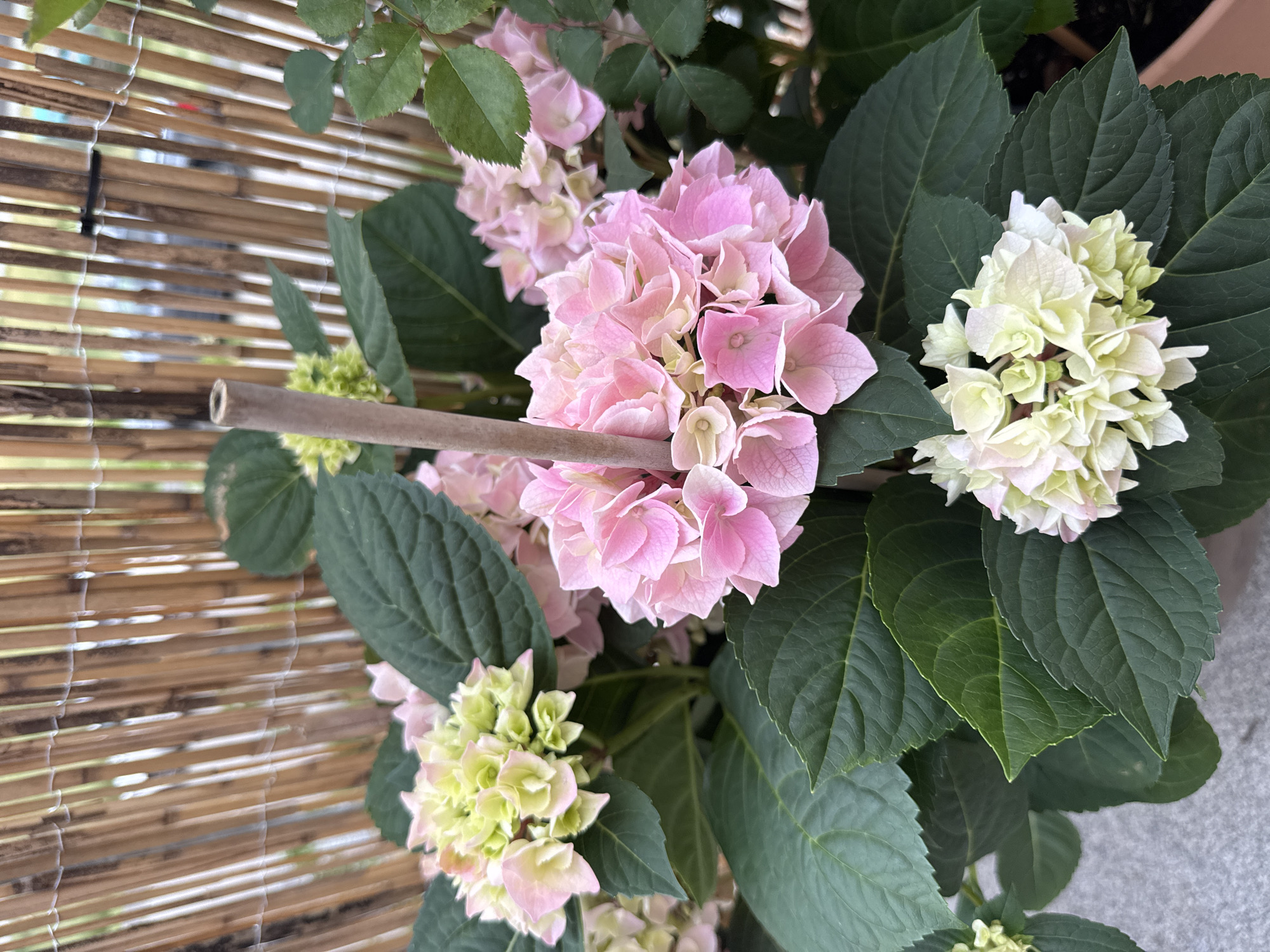 A close-up shot shows pink and pale green hydrangeas in a pot, supported by a bamboo stake. The flowers are vibrant, with layered petals and lush green leaves. In the background, a textured bamboo screen provides a warm, earthy backdrop. The scene is likely from a garden or balcony, given the natural elements and the intimate framing of the plants. There are no people visible in the image. The location in Wettstetten, Germany, suggests a temperate climate suitable for hydrangea growth.