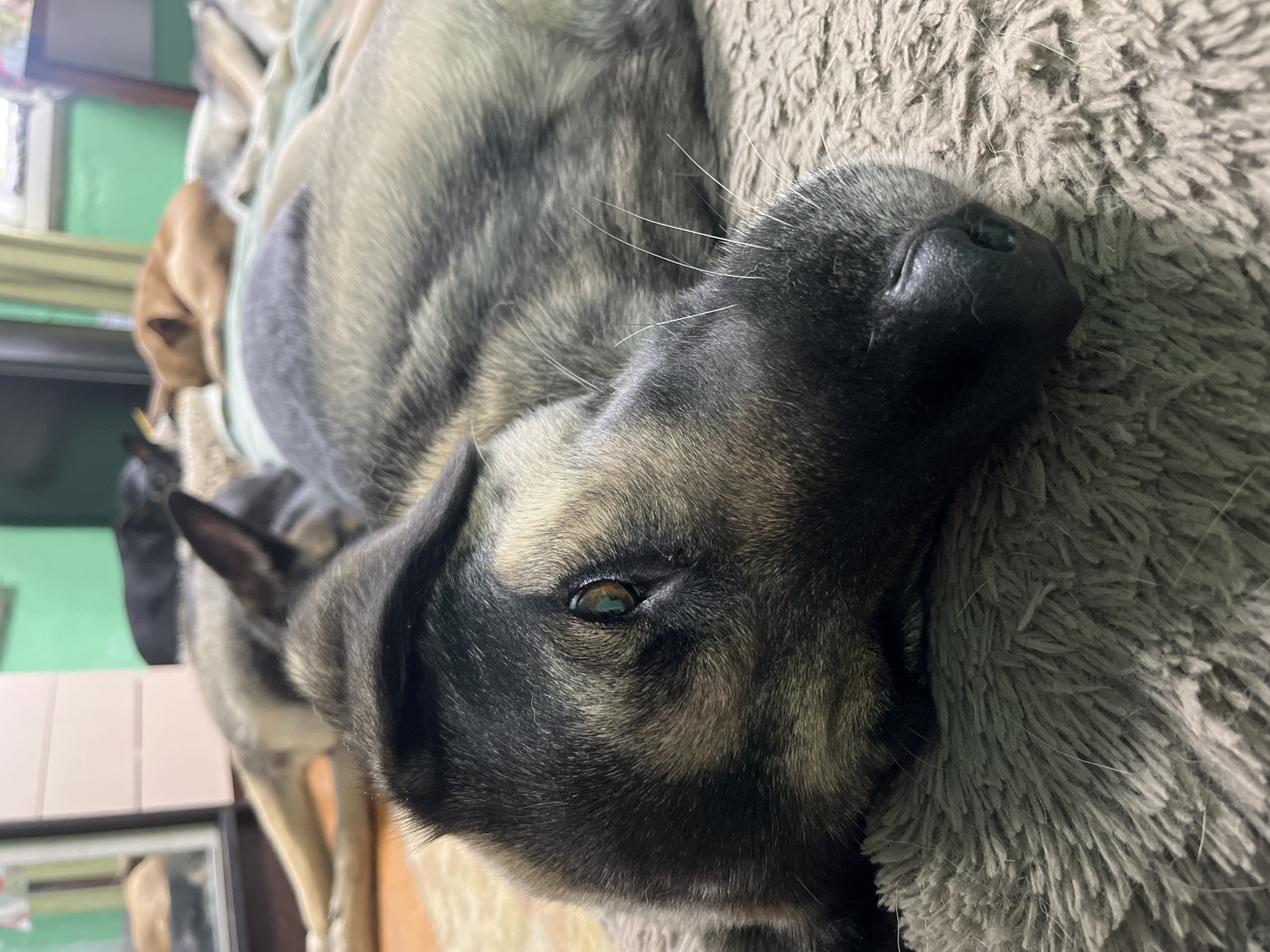 This is a close-up photograph of a German Shepherd dog lying down. The dog's head is in the foreground, facing the camera, with its eye partially visible and reflecting light. The dog's fur is a mix of black, grey, and tan. In the background, other dogs are visible, also resting on blankets or a bed. One dog is a solid tan color, curled up, while another is black and partially obscured. The environment appears to be an indoor setting, possibly a bedroom or living room, with hints of furniture and a green wall in the background. The image does not contain any specific visual cues that would allow for identification of the location in Nizhny Tagil, Russia.