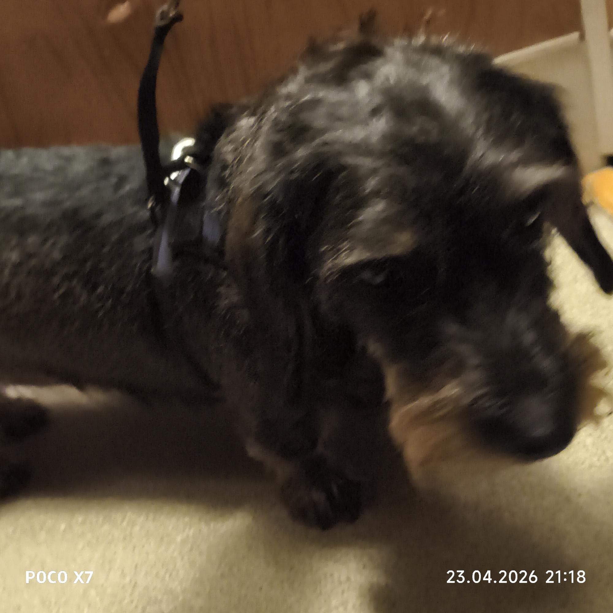 An indoor, close-up shot captures a dark-colored, wire-haired Dachshund wearing a blue harness with a black leash attached. The dog, predominantly black with some lighter brown/tan fur on its muzzle and underbelly, is positioned towards the left side of the frame, looking rightward with a calm expression. Its fur appears somewhat disheveled.
The background consists of a light-colored, textured carpet or rug beneath the dog, and a warm, reddish-brown wooden surface, possibly a wall or furniture, filling the upper left portion of the image. The lighting suggests an indoor setting during the evening, consistent with the timestamp.
Visible text overlays in the bottom left corner read "POCO X7", indicating the device used to capture the image. In the bottom right corner, the timestamp "23.04.2026 21:18" is present, confirming the date and time of the photograph. The scene depicts a quiet moment with the pet in a home in Chaikovsky, Russia.