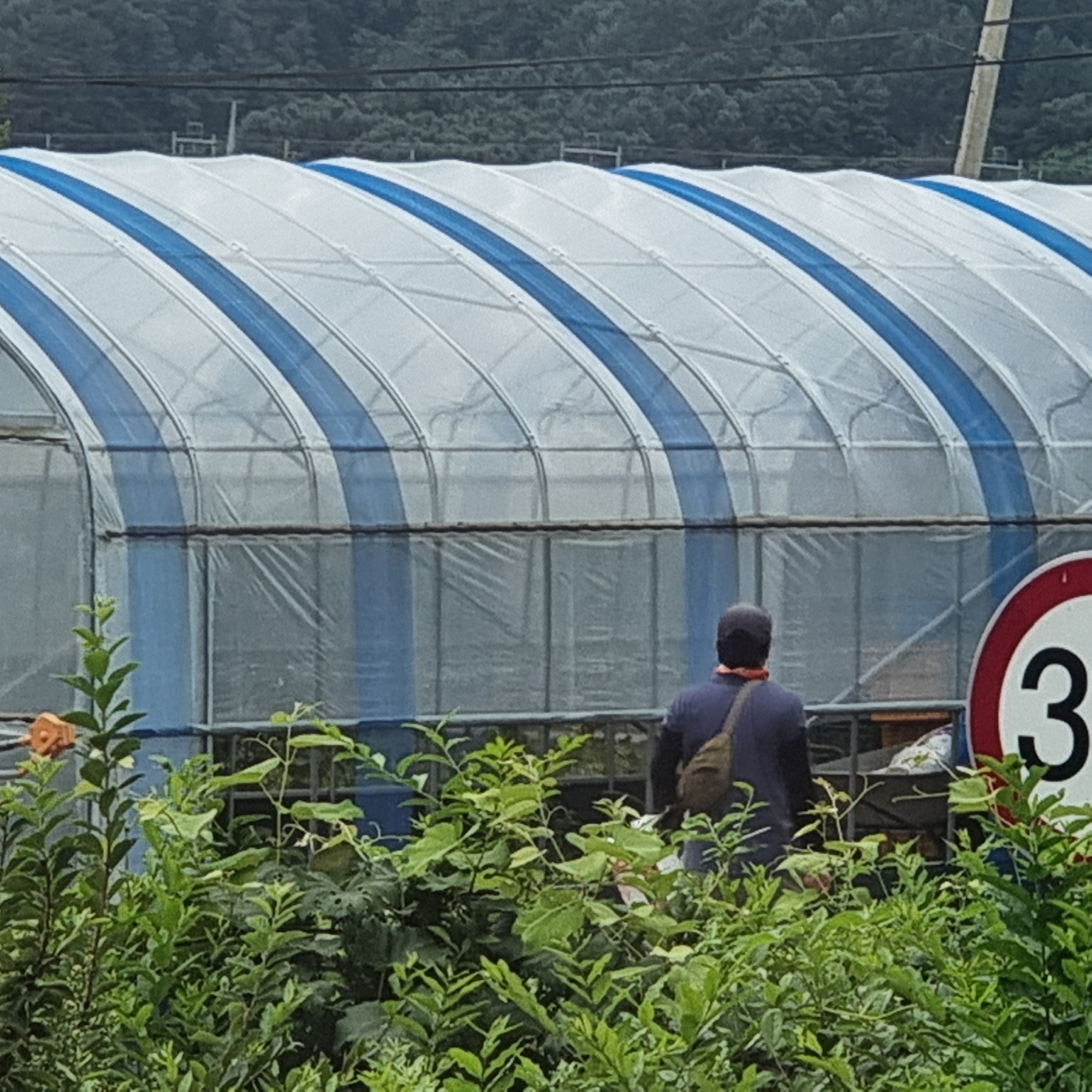 The image shows a person standing in front of a large, arched greenhouse structure. The greenhouse is covered with a translucent material and has prominent blue stripes running along its length. In the foreground, lush green foliage obscures the lower part of the scene. To the right, a circular traffic sign with a red border and a white background displays the number "30" in black, indicating a speed limit. The background features a dark, tree-covered hillside. The overall environment suggests a rural or semi-rural setting, possibly an agricultural area. The person is wearing a dark blue shirt and a light-colored bag slung across their shoulder. They are facing away from the camera and towards the greenhouse. The scene is captured in daylight, with overcast conditions likely influencing the lighting. The presence of the speed limit sign suggests the greenhouse is located near a road.
