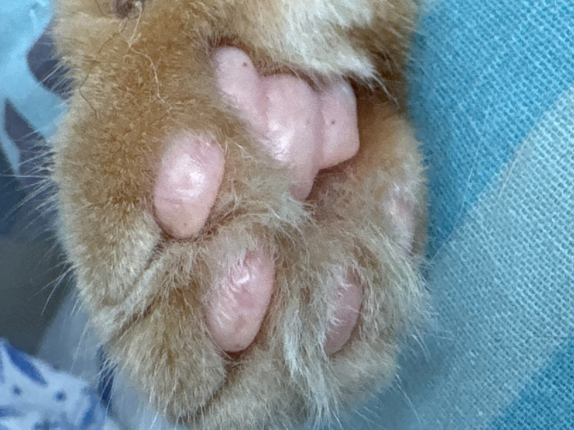 The media file shows a close-up, overhead view of a ginger cat's paw. The paw is resting on a textured, light blue fabric, possibly a blanket or towel. The cat's fur is visible around the paw, appearing soft and light brown. The paw itself has several prominent pink toe beans, with some of them partially obscured by the fur. The details of the toe beans, including their shape and some subtle lines or indentations on their surface, are clearly visible. The lighting is bright, suggesting it might be daytime, and there are no obvious environmental clues to indicate specific weather conditions or a precise indoor or outdoor setting beyond the fabric. The focus is entirely on the texture and details of the cat's paw. There is no text visible in the image.