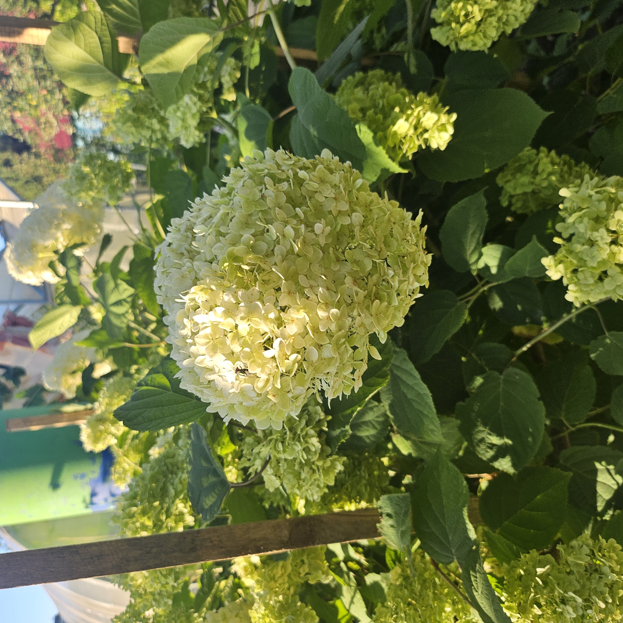 This is a close-up, vertically oriented, slightly rotated outdoor photograph of a cluster of light green hydrangeas in full bloom. The flowers are densely packed and spherical, with individual florets visible. Sunlight illuminates the flowers from the right, creating bright highlights and casting shadows, suggesting a sunny day. The leaves of the hydrangea plant are a deep green and large, providing a backdrop for the blooms.
In the background, other hydrangea clusters are visible, some in a lighter, almost white hue, while others are a more vibrant chartreuse. There are also glimpses of blurred greenery and what appears to be a pinkish or reddish floral element further in the background, possibly another plant or flowers in a garden setting. Two horizontal wooden planks are present in the foreground, one above the other, with the upper one partially obscuring some leaves and flowers. Beneath the lower plank, a large, out-of-focus green surface with some blue reflections is visible, possibly a sign or a reflective object. The overall impression is one of a lush, sun-drenched garden.
The time of day appears to be late afternoon or early evening, given the warm angle of the sunlight. The location is identified as Brest, Belarus. No people are visible in the image, and no text is legible. The image evokes a feeling of natural beauty and tranquility.