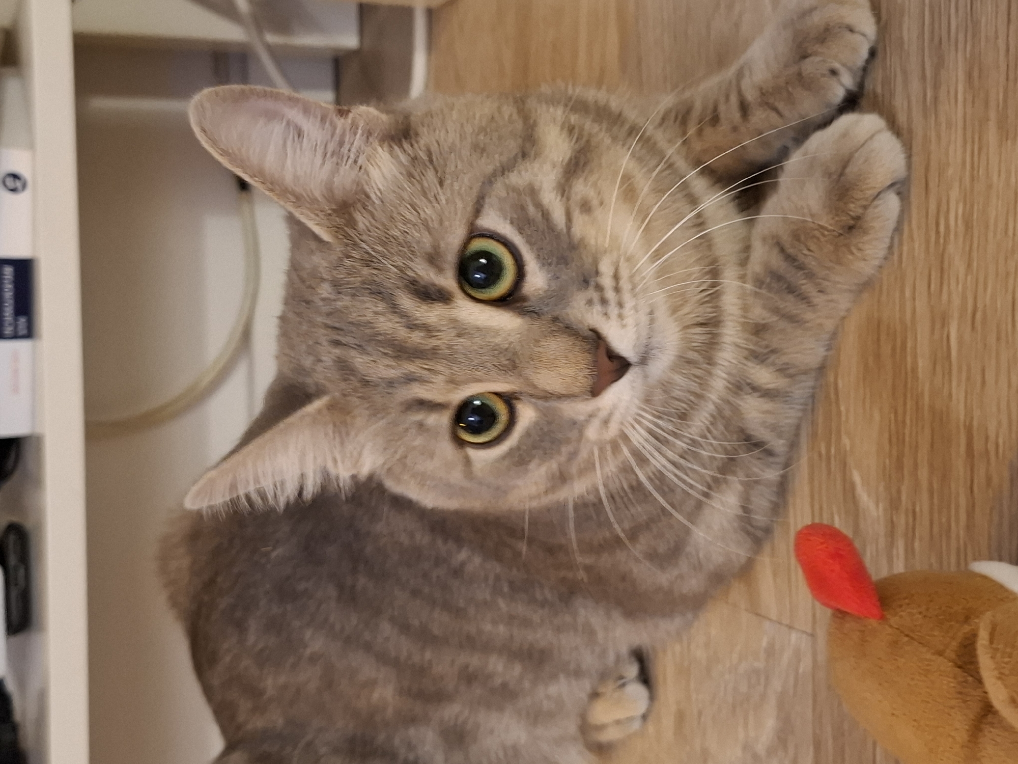 A domestic shorthair cat with tabby markings and green eyes is lying on a wooden floor. The cat is facing to the right of the frame, with its body angled slightly away. In the foreground, a small, brown stuffed toy with a red tip is visible. The background shows a light-colored shelf or furniture, with some items on it partially obscured. The scene appears to be indoors, likely in a residential setting. The location is not specified within the image itself and cannot be determined from the visual information.