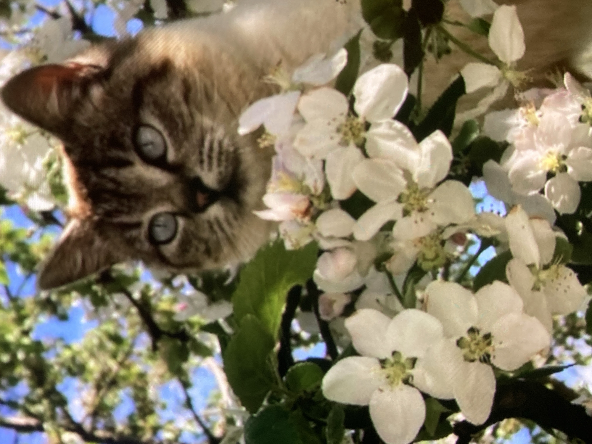 A close-up, vertical, outdoor, eye-level shot shows a lynx-point Siamese cat with blue eyes nestled amongst white blossoms on a tree. The cat's face is in sharp focus, its gaze directed slightly to the left of the camera. Behind the cat, blurry green leaves and blue sky are visible. The white blossoms, some in focus and others slightly blurred, fill the foreground and frame the cat. The image does not depict any specific location in Ustyvytsia, Ukraine.
