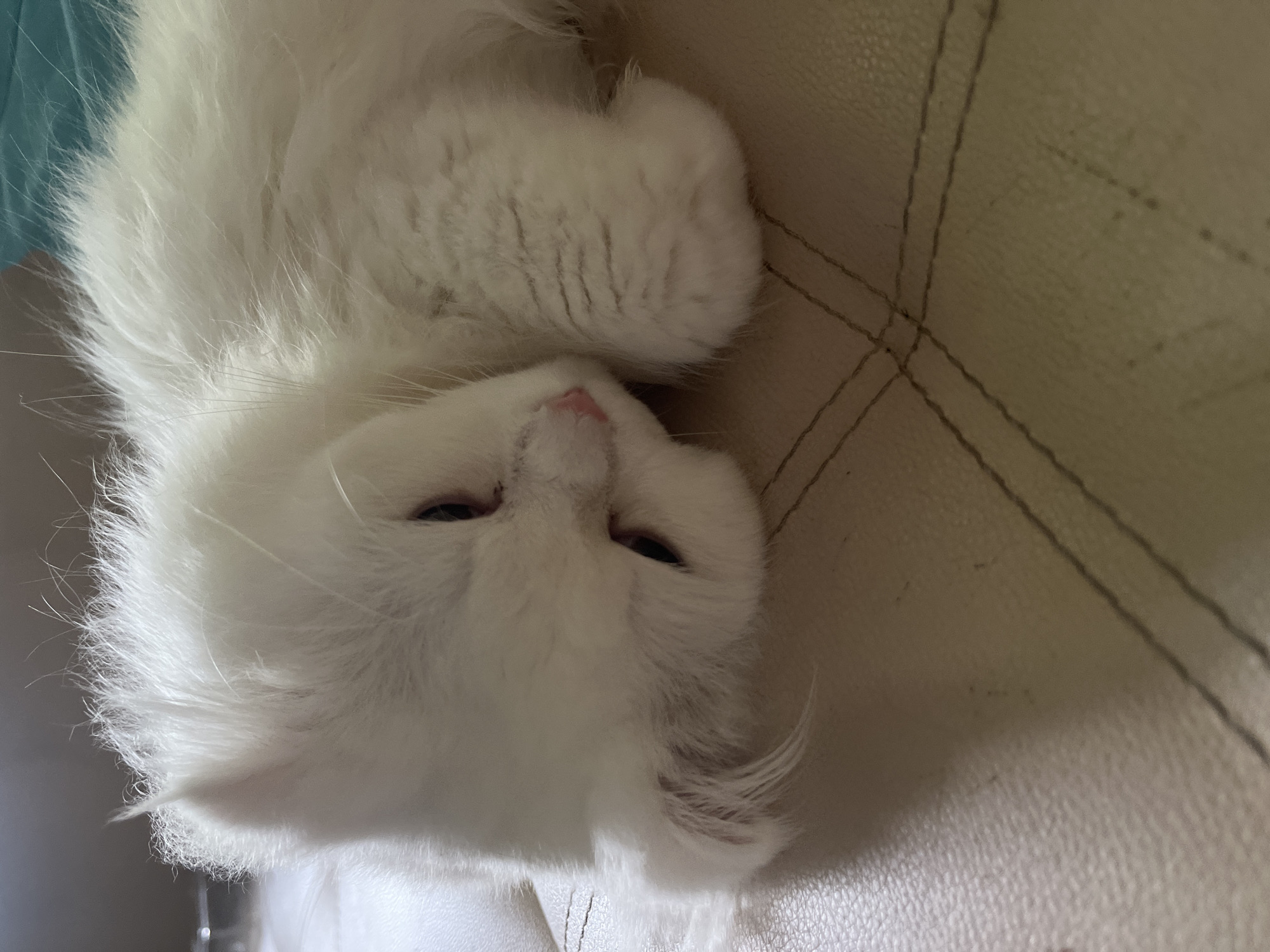 A close-up, low-angle shot shows a fluffy white kitten resting on a beige leather surface. The kitten is lying on its side with its head tilted down, its eyes partially closed. Its pink nose and ears are visible. The leather surface has visible stitching in a diamond pattern. The background is blurred, showing hints of a gray wall and a teal object. The scene is indoors, and there is no indication of the kitten's location within Tikhoretsk, Russia.