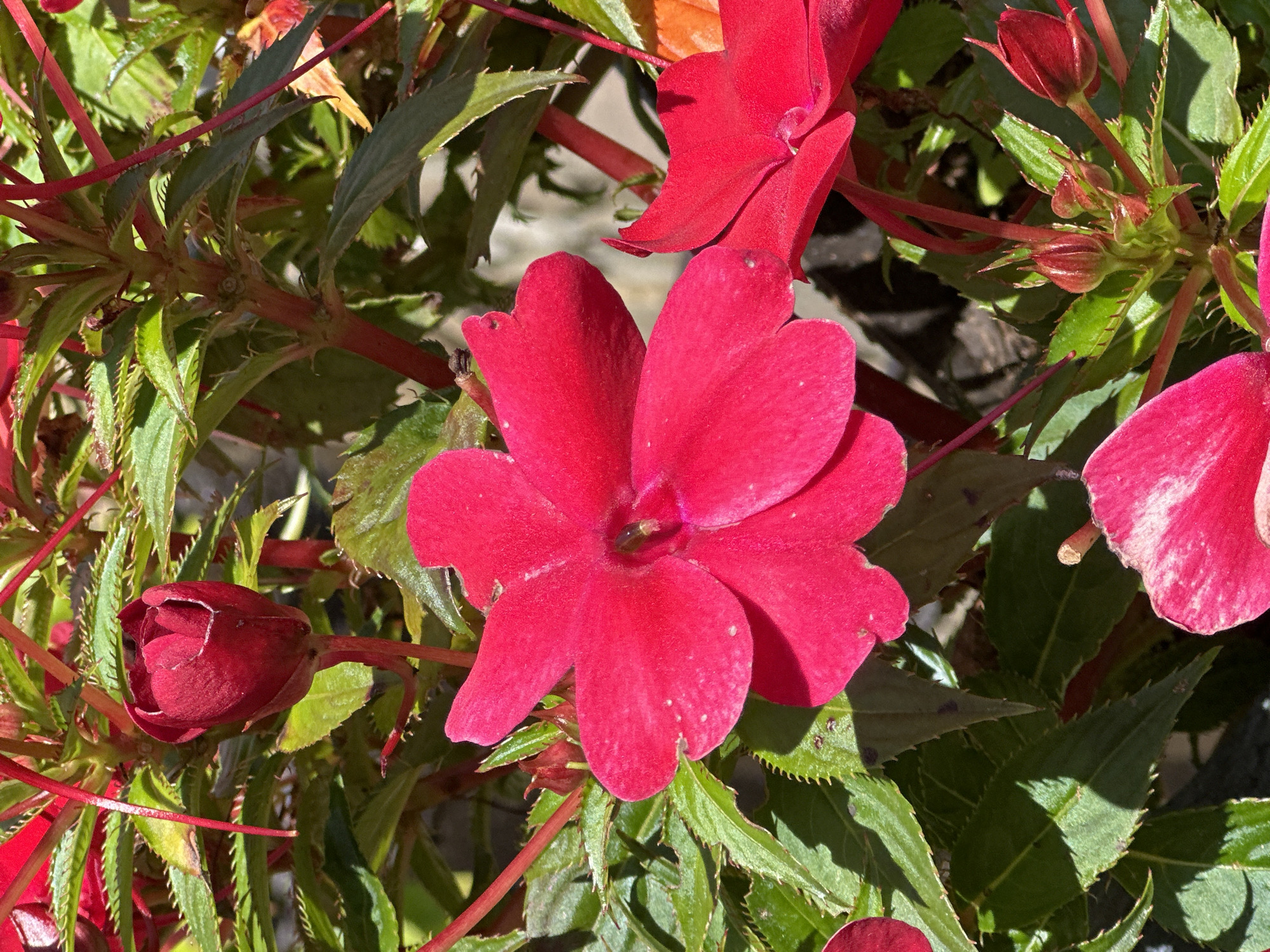 The image is a close-up, top-down view of a vibrant red impatiens plant in full bloom. The central focus is a large, fully opened red flower with delicate, overlapping petals. To the left and above, a tightly closed red bud is visible, hinting at future blooms. Several green leaves, some serrated along the edges, frame the flowers and buds, creating a lush, natural backdrop. The stems are a reddish-pink hue. The lighting suggests it is a sunny day, casting shadows and highlighting the textures of the petals and leaves. The setting is likely a garden or a park within Krasnaya Polyana, Russia, though no specific landmarks are discernible. The image captures the beauty of a single plant in its natural environment.
