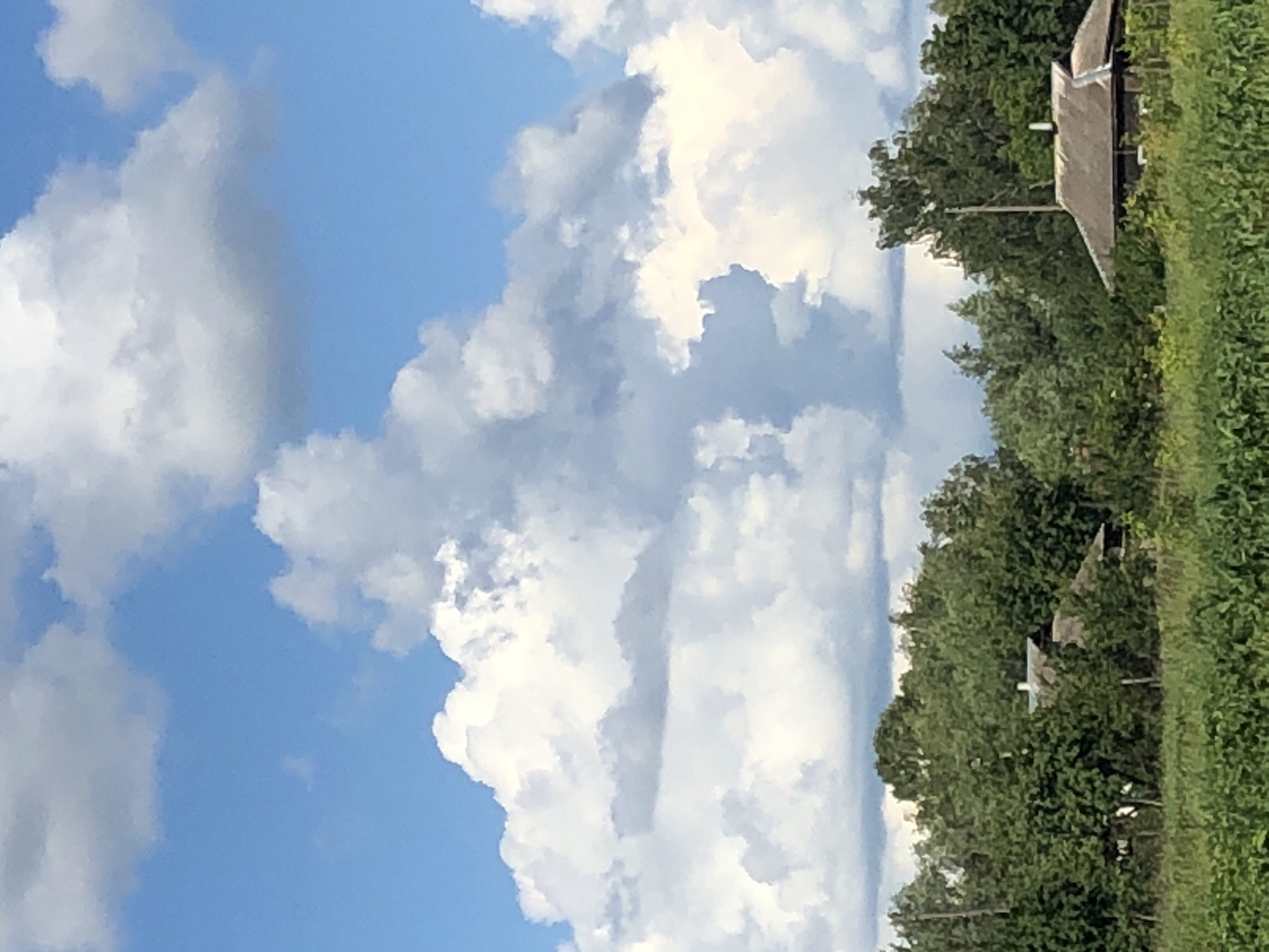 This media file depicts a natural scene with a cloudy sky and a rural landscape. The sky is a bright blue, filled with large, fluffy white clouds, some with gray undertones suggesting depth and mass. On the right side of the image, a dense line of green trees forms a backdrop. Peeking through the trees is the roof of a building, appearing weathered and gray, with a chimney visible. The building is partially obscured by the foliage, suggesting it is situated within or near a wooded area. In front of the trees, and to the right of the building, is a field of tall green grass or crops, indicating an agricultural or natural setting. The image is oriented vertically, making the sky the dominant feature on the left and the landscape elements on the right. The lighting suggests it is daytime, likely midday, given the brightness of the sky and the strong contrast between light and shadow on the clouds. The overall mood is tranquil and serene, capturing a moment of natural beauty in a rural environment. There is no visible text in the image. The scene appears to be located in Khmilnytsia, Ukraine.