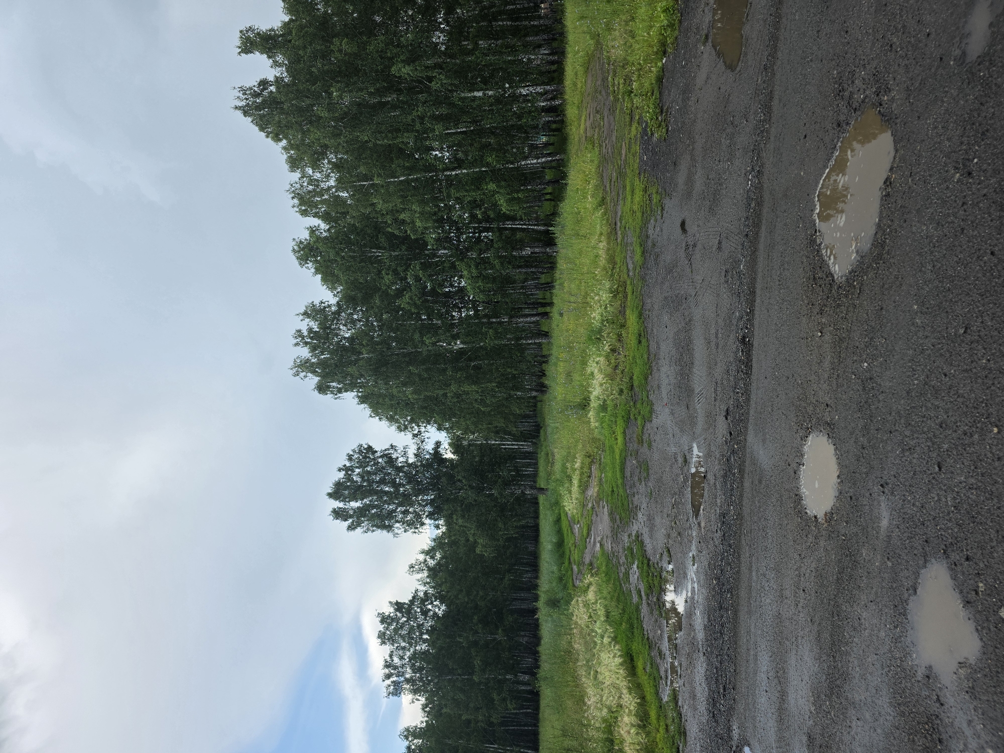 The media file captures a roadside scene on a cloudy day. The perspective is from a low angle, looking out from a paved surface that appears to be a road or path. The road is dark grey and shows signs of wear, with several puddles of murky water scattered across its surface. The texture of the asphalt is visible, with small stones and unevenness.
To the left of the road, a dense line of tall, slender trees forms a natural border. These trees, likely birches given the location context of Chelyabinsk, Russia, have distinctive white trunks and dark green foliage. They stretch upwards, creating a canopy that filters the light. Between the trees and the road, a strip of vibrant green grass grows, interspersed with taller, feathery plants that sway gently, suggesting a slight breeze.
The sky is overcast with a pale, diffused light, indicating a cloudy or overcast day. There are hints of blue sky and wispy white clouds in the distance, particularly towards the left of the frame. The overall atmosphere is serene and natural, with no people or specific objects other than the road, trees, and puddles. The scene evokes a sense of a quiet, rural or semi-rural environment, possibly after a recent rainfall, given the presence of the puddles. There is no visible text in the image.