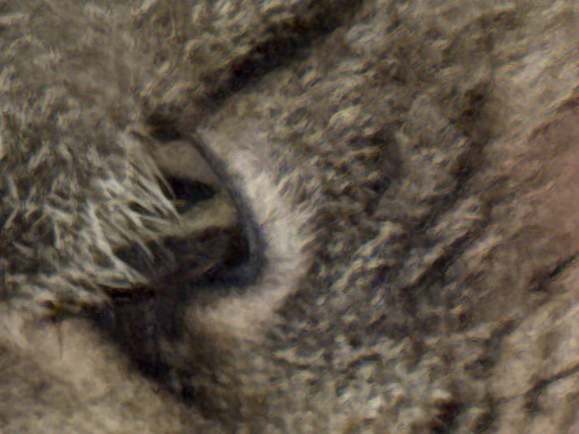 The image is a close-up, pixelated, and blurred photograph of an animal's eye, likely a feline due to the shape of the pupil. The fur surrounding the eye is predominantly brown and gray with some lighter strands. The lighting is dim, and the focus is very soft, making it difficult to discern specific details. The image is too abstract to determine any context, including its location in Heniivka, Ukraine.