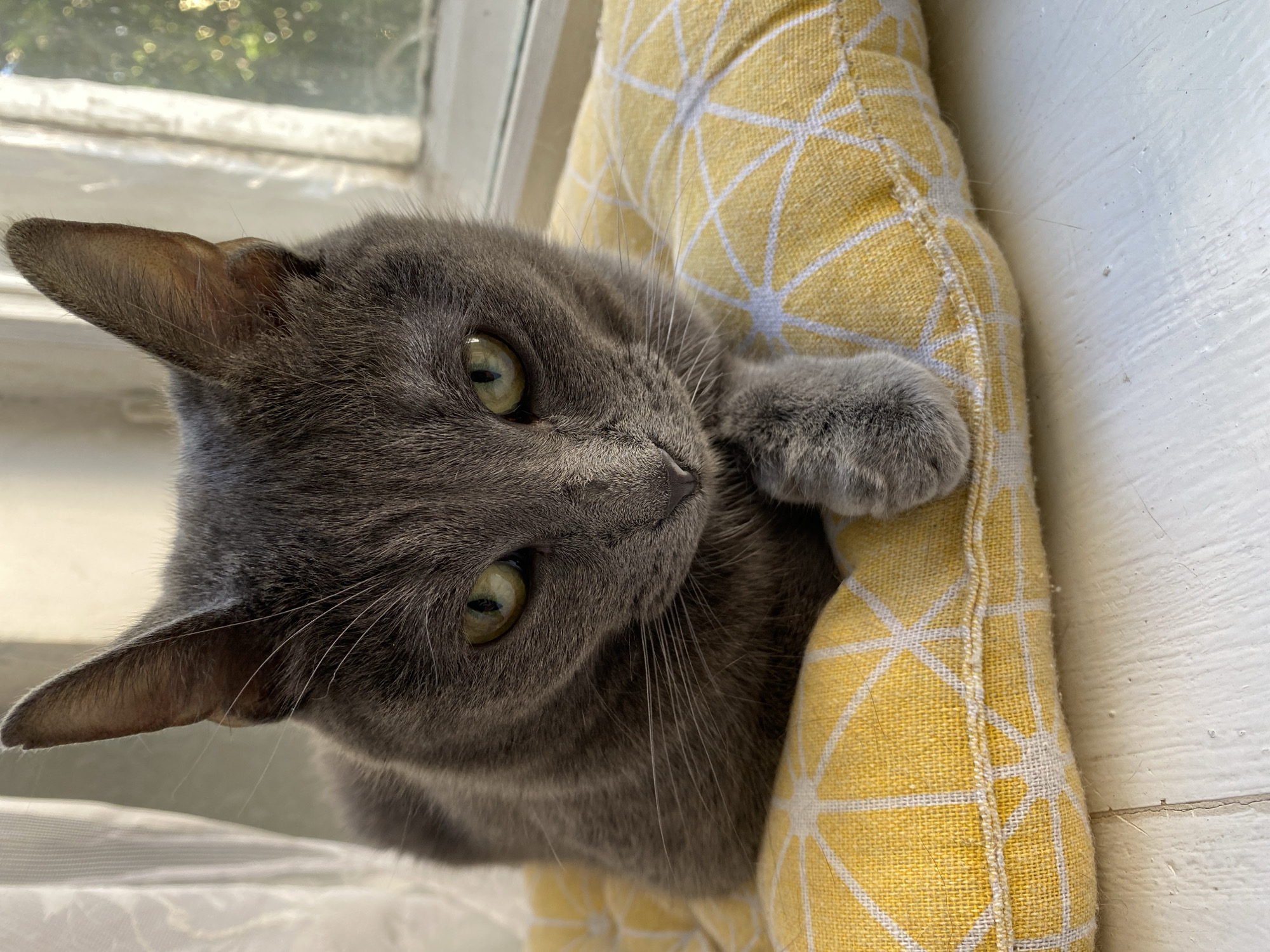 A close-up, eye-level, medium shot shows a gray cat lying on a yellow and white geometric-patterned pillow in front of a window. The cat is facing the camera, with its head slightly tilted down and its front paws resting on the pillow. Its eyes are a piercing green, and its whiskers are long and white. The background is blurred, with sunlight filtering through a sheer white curtain on the left and a window on the right. The window shows a blurry view of green foliage and possibly other trees. The cat appears to be in a relaxed pose, possibly basking in the sunlight. The overall impression is one of tranquility and domestic comfort.