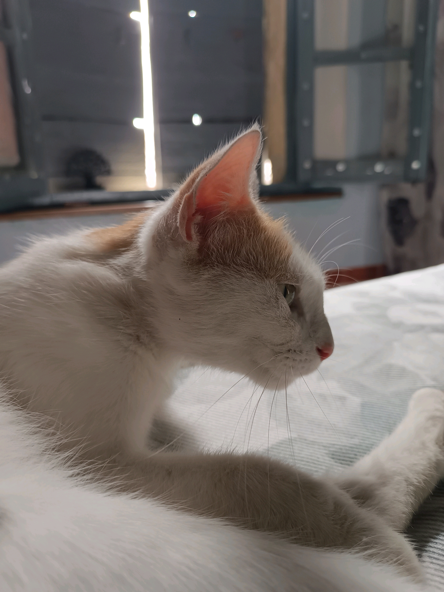 A domestic cat with white and orange fur is lying on a bed with a patterned blue and white comforter. The cat is facing to the right, with its head and torso in profile. Its ears are perked up, and its eyes are partially closed. Sunlight streams in from a window in the background, casting a bright vertical line. The background also shows a window frame and a blurry interior. The scene is indoors, likely in a residential setting.