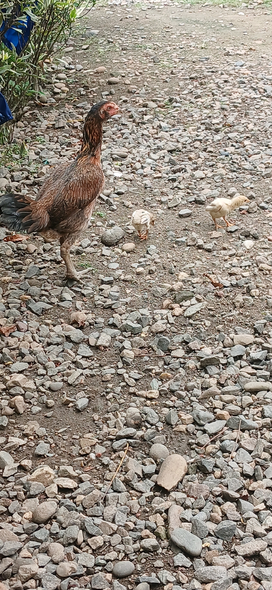 A mother hen and three chicks are walking on a gravel path in front of some foliage. The mother hen is a brown and black chicken with a long neck and tail feathers. She is standing to the left of the frame, looking to the right. The three chicks are small and yellow, scattered around the mother hen. One chick is pecking at the ground to the right of the mother hen, another is slightly further to the right and appears to be foraging. The third chick is behind the first two and closer to the mother hen. The environment is an outdoor scene with a gravel path and some green foliage in the background.