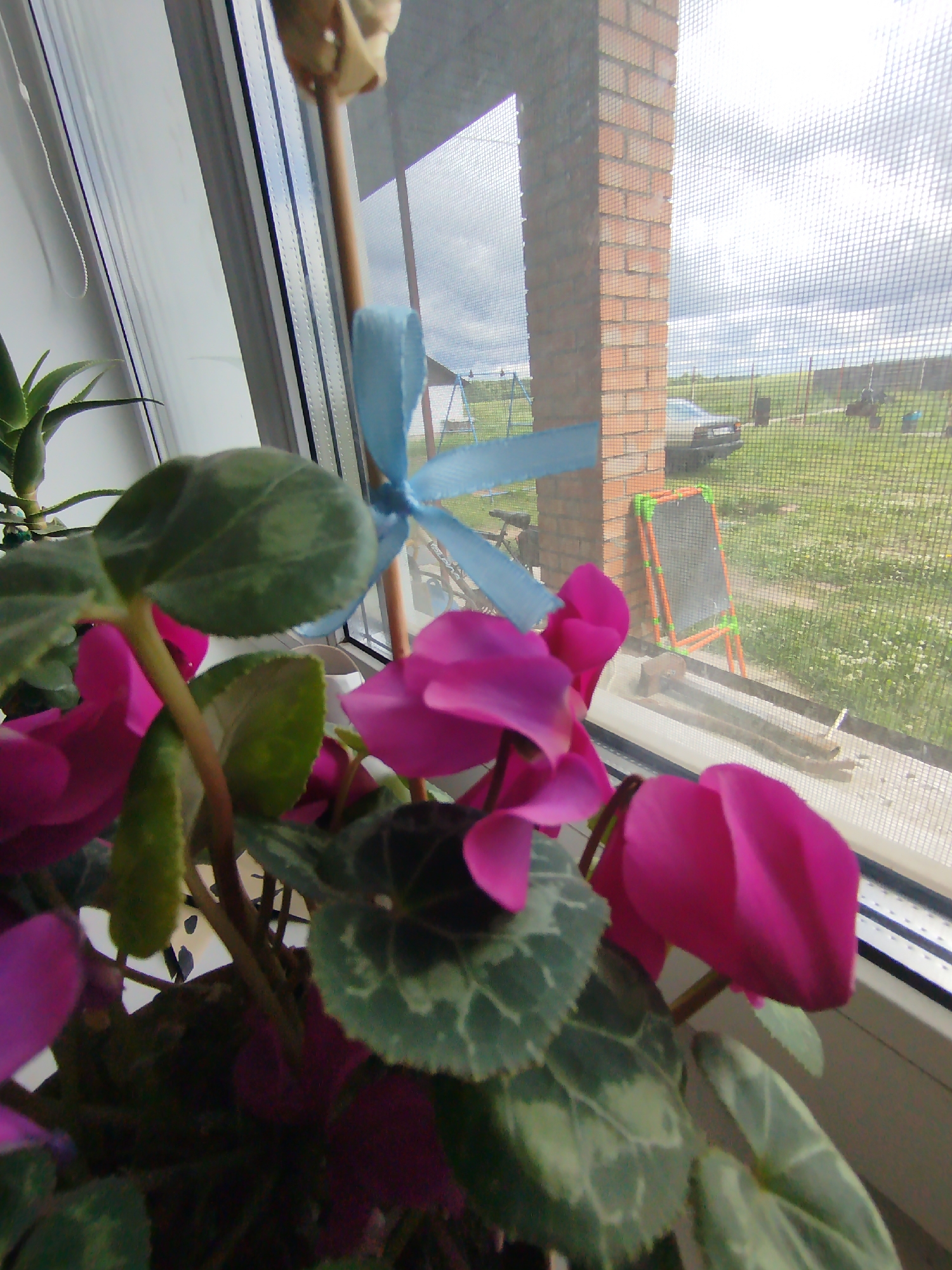 The image shows a close-up of pink cyclamen flowers and variegated leaves on a windowsill. Through a window screen, a blurred background depicts a grassy yard with a brick pillar, a car, and a blackboard on a stand. The setting appears to be a rural area in Kryvaselski Sel'ski Savet, Belarus, possibly a home or garden.