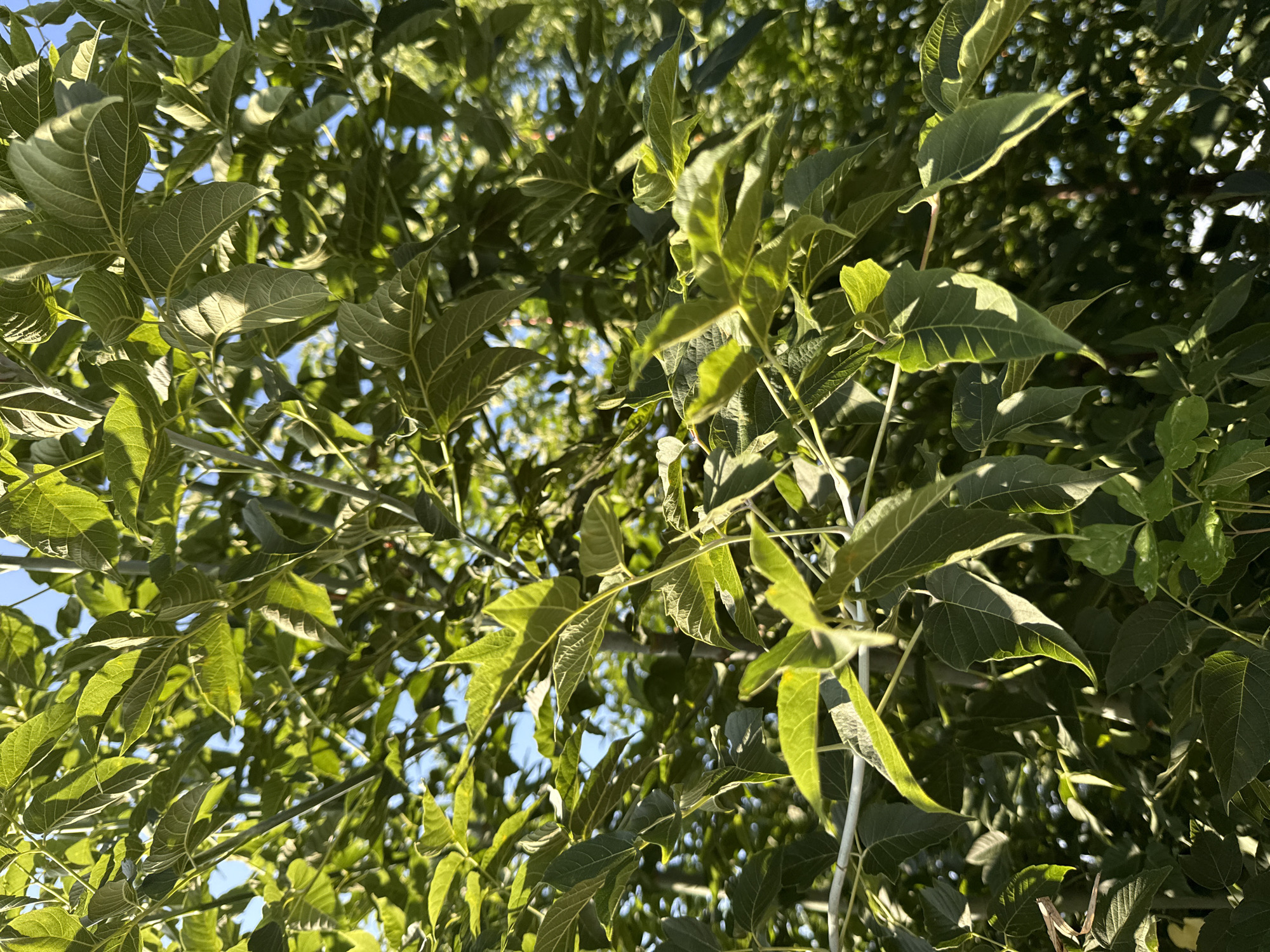 The image shows a close-up of lush green foliage against a bright blue sky. Sunlight filters through the leaves, creating dappled patterns and highlighting the veins of the leaves. The leaves appear to be from a deciduous tree, possibly an ash or walnut tree, given their shape and arrangement. The branches are thin and light-colored, contrasting with the vibrant green of the leaves. In the background, the sky is clear and blue, with some distant, out-of-focus green foliage suggesting a natural environment. There are no people, structures, or any indications of urban settings. The image is likely taken outdoors in a natural setting, such as a park or a garden, which could be located in Krasnogorskoye, Russia, or any other location with similar vegetation.