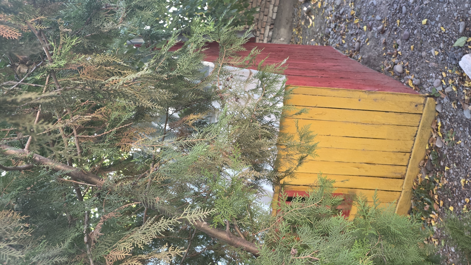 The image shows a portion of a red and yellow wooden structure, possibly a small shed or playhouse, partially obscured by the branches of a conifer tree. The structure has vertical wooden planks painted yellow on its visible front side and red on its side. The ground is covered with gravel, small stones, and fallen leaves. In the background, a brick wall is partially visible. The setting appears to be an outdoor environment in Tokmok City, Kyrgyzstan, likely a yard or garden area. There are no people or animals visible in the image. The lighting suggests it is daytime.