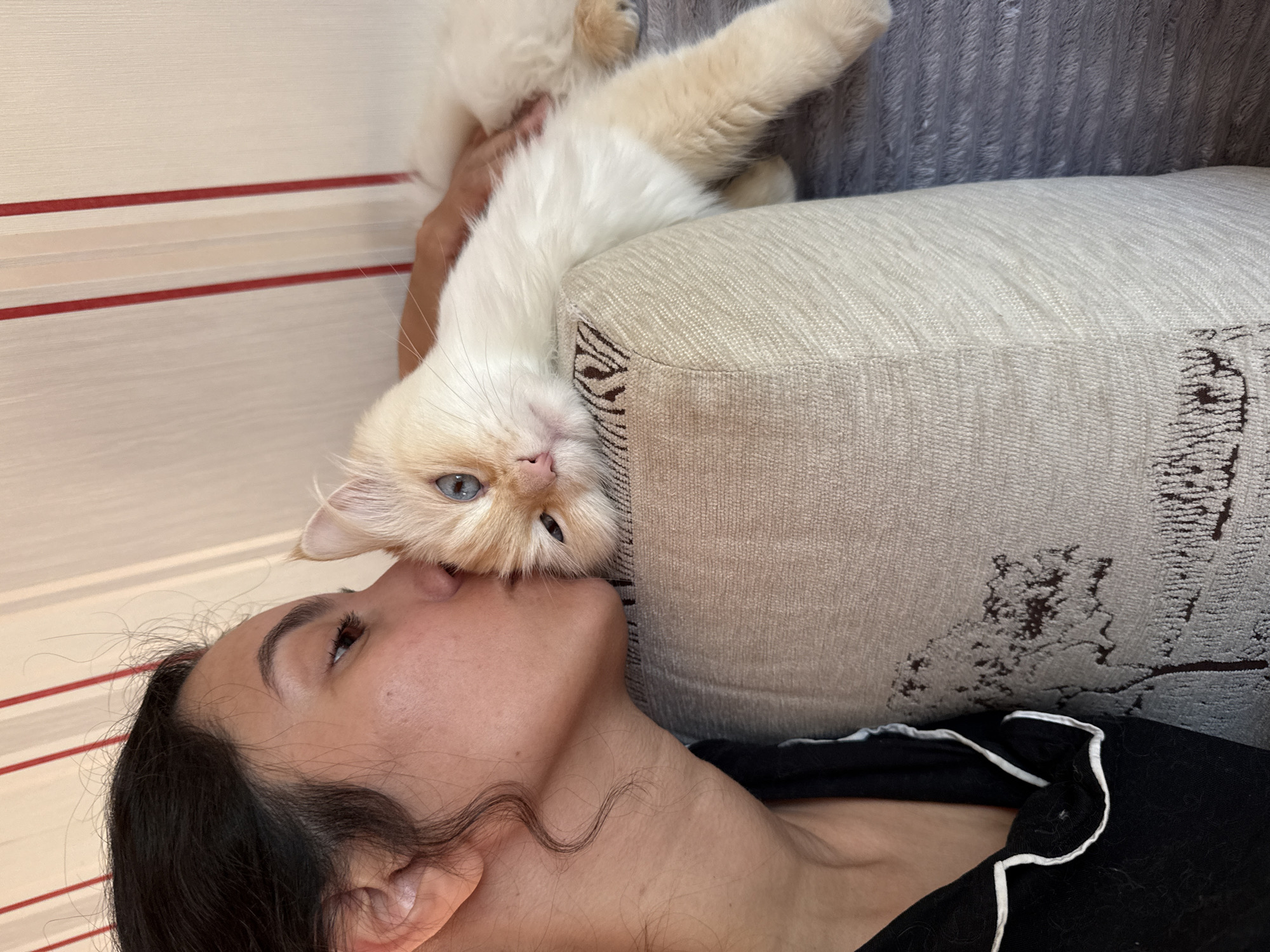 A young woman with dark hair is lying down, her head tilted upwards. She is kissing a fluffy, light-colored cat with striking blue eyes, which is positioned on her face. The cat is lying on its back, with its body extending upwards. The woman is wearing black pajamas with white trim. They are on a couch with a textured, light-colored fabric. In the background, a wall with horizontal stripes in shades of white and red is visible. The lighting suggests it might be daytime. The overall mood is affectionate and intimate, showcasing a loving interaction between the woman and her pet. The image appears to be taken indoors. No visible text is present.