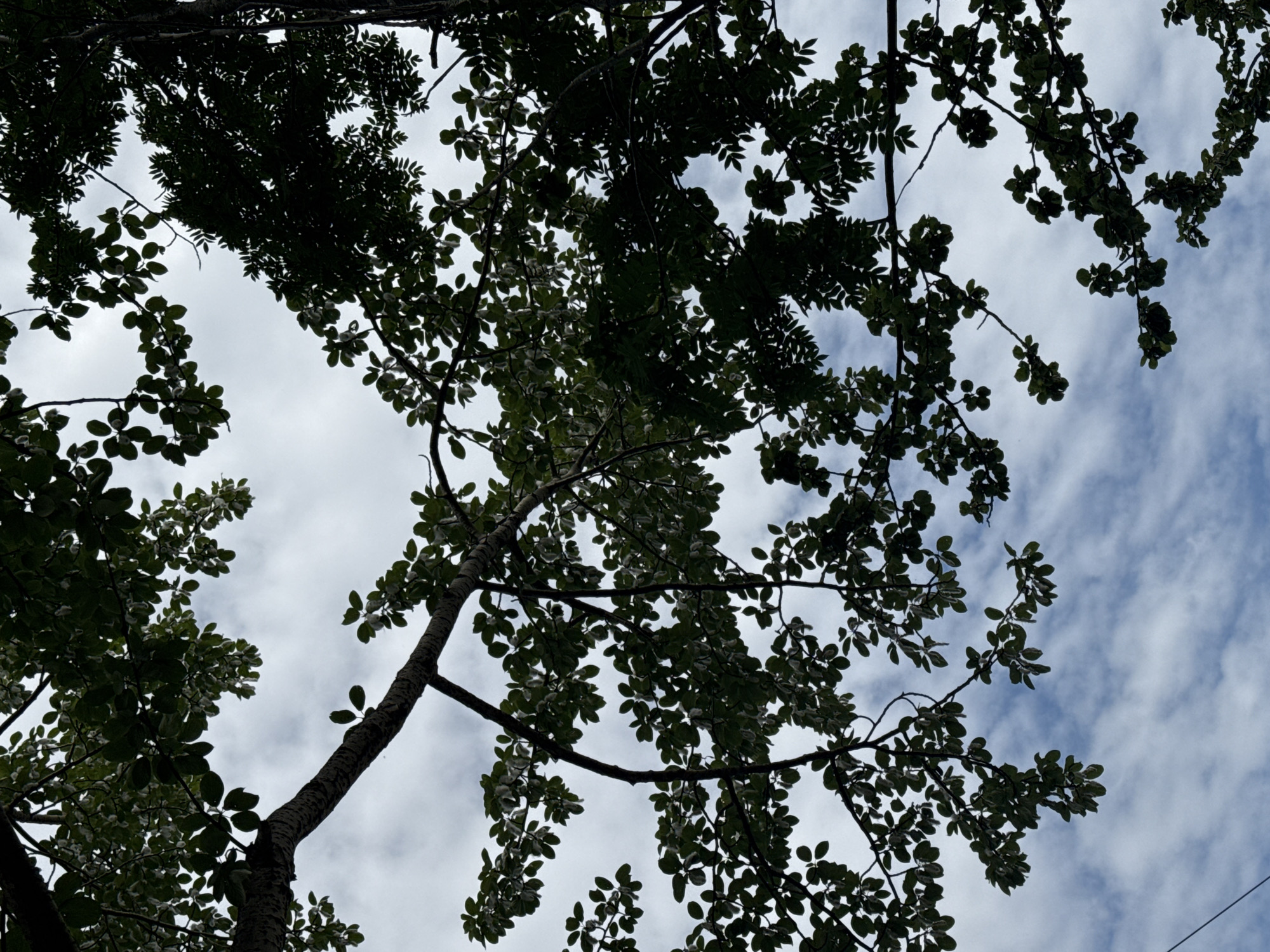 The image shows a view looking up through tree branches towards a cloudy sky. The branches are dark green and leafy, with some lighter green leaves and possibly small white flowers or fruits visible. The sky is a light blue with streaks of white clouds. The scene is captured from a low angle, emphasizing the foliage against the sky. The location is identified as Petropavlovsk-Kamchatsky, Russia. There are no people or animals visible in the image.