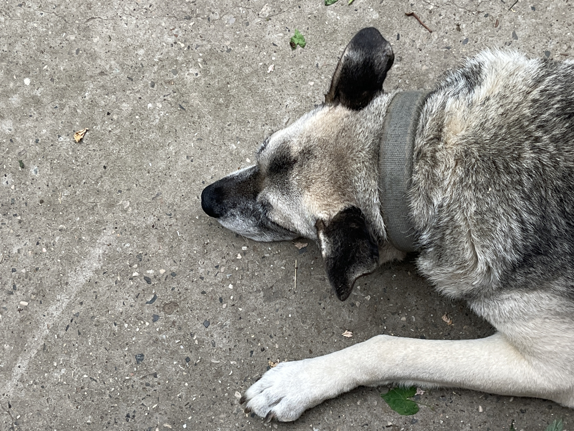 An overhead shot captures a medium-sized dog with grey and black fur lying on a concrete surface. The dog is on its back, with its head turned upwards and to the right, revealing its snout, ears, and the back of its neck. A grey collar is visible around its neck. Its front left leg is extended upwards and to the left, showing a white paw with dark nails. The concrete ground is textured with small pebbles and has a few scattered dry leaves. The scene appears to be outdoors, likely in a residential area of Krasnyye Barrikady, Russia, given the context.