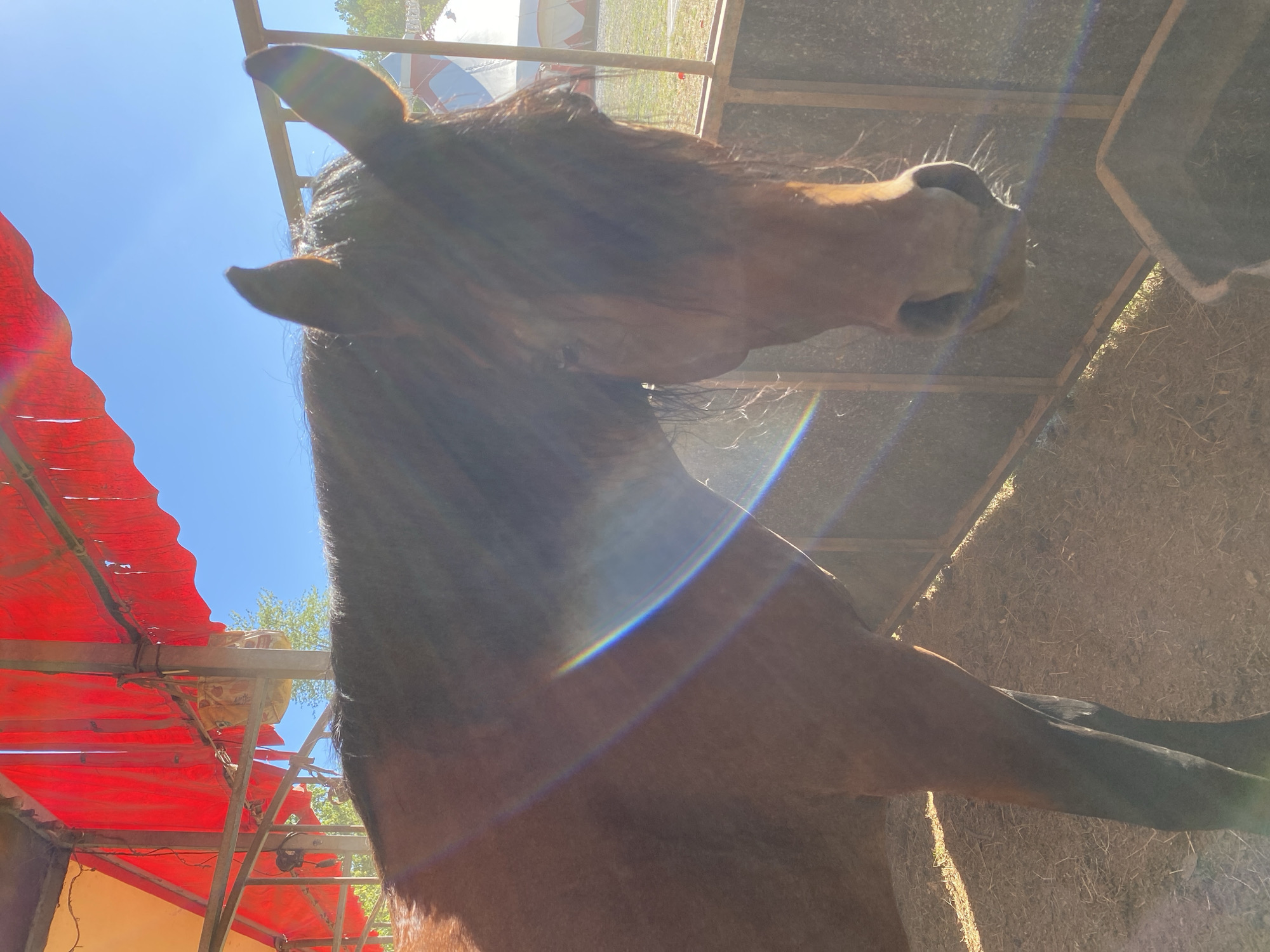 An adult brown horse is standing in a fenced enclosure. The horse is facing forward, with its head slightly lowered. Its mane is dark and falls over its face. The enclosure appears to be made of metal bars and wooden planks, with straw on the ground. In the background, a red tent or canopy is visible, along with a blue sky. There are lens flares from the sunlight in the image. The scene is outdoors, likely in a rural setting or an outdoor equestrian facility. There is no indication of the specific location in Altenkirchen, Germany.