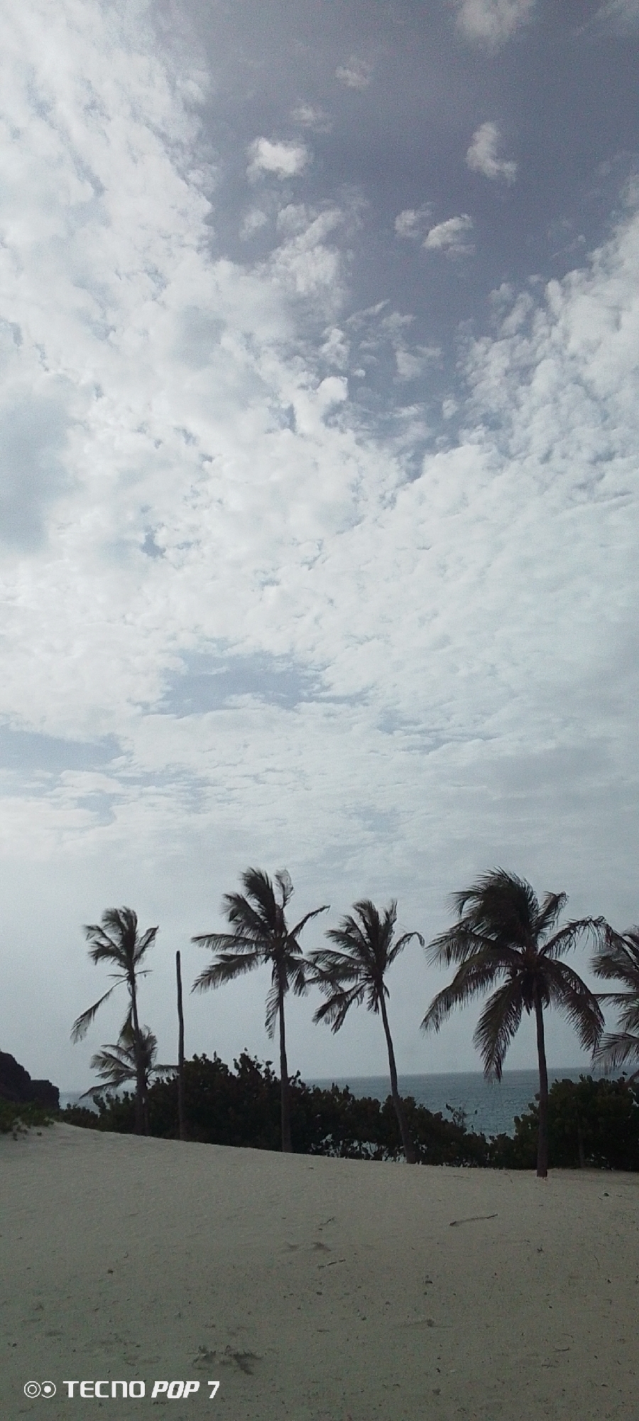 The image shows a beach scene in Pedro González, Venezuela. The foreground consists of light-colored sand. A row of palm trees lines the edge of the beach, separating the sand from the ocean, which is visible in the mid-ground. The sky is overcast with layered clouds. The image's lower left corner displays the text "TECNOP POP 7," indicating the device used to capture the image.