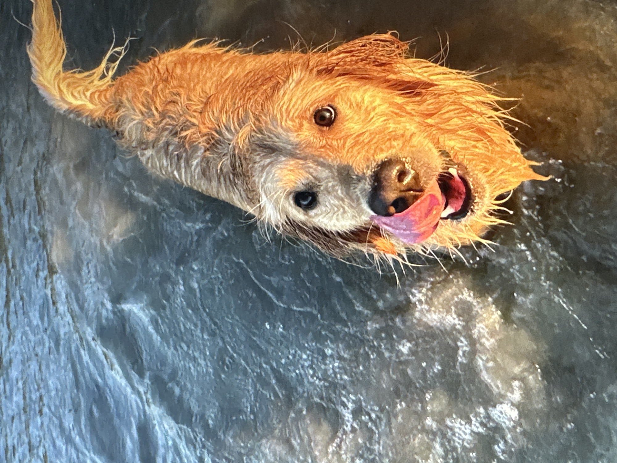 A golden retriever dog is wading in shallow water, its fur wet and matted. The dog's tongue is extended, licking its nose. The water is dark and choppy, with sunlight reflecting off the surface. The dog's tail is raised and its body is angled towards the viewer. The scene is likely outdoors, possibly at a beach or lake. The image is a close-up shot, focusing on the dog's face and upper body.