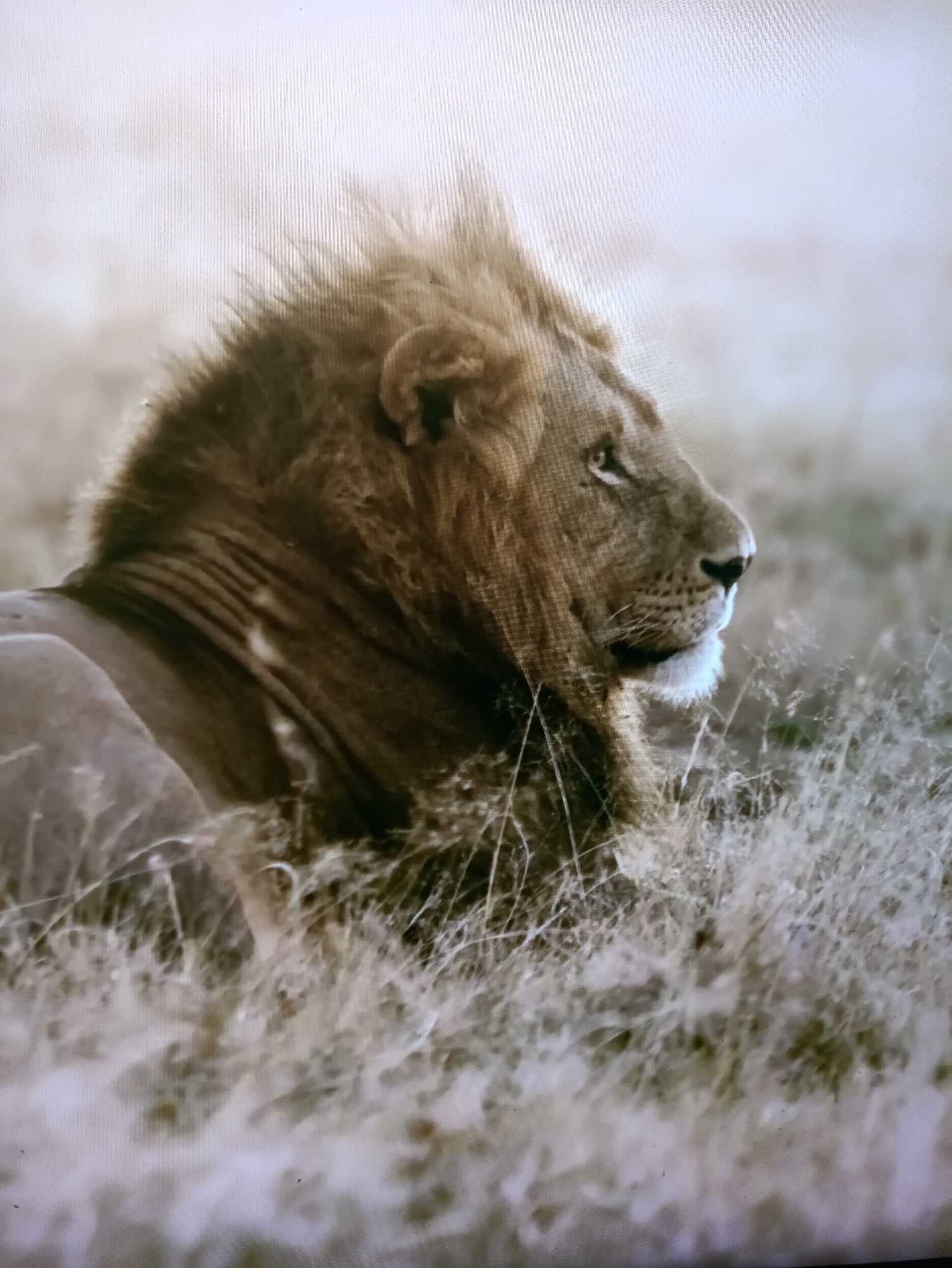 The media file features a close-up, side-profile view of a lion resting in dry grass. The lion, with its majestic mane blowing slightly in what appears to be a gentle breeze, gazes to the right of the frame. Its fur is a mix of brown and golden hues, and its expression is calm and watchful. The background is softly blurred, suggesting a natural, open environment, possibly a savanna or grassland, with a bright, hazy sky that hints at either early morning or late afternoon light. The dry, straw-colored grass surrounds the lion, indicating a warm, possibly dry season. There are no people or man-made objects visible in the image, and no text is present. The overall mood conveyed is one of quiet power and natural beauty. The provided location context of Kamianets-Podilskyi, Ukraine, is not directly evident from the visual elements of the image itself, as the scene strongly suggests an African savanna environment.