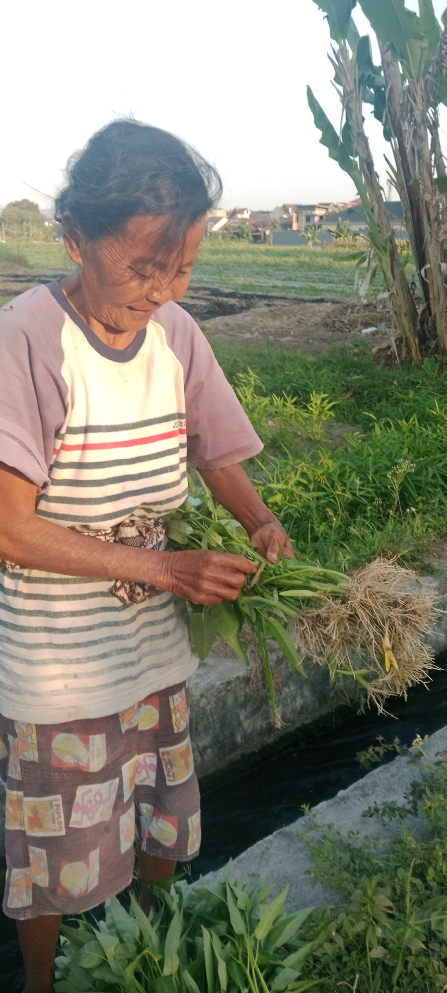 In Maguwoharjo, Indonesia, an elderly woman stands in a field, tending to a bunch of water spinach. She is wearing a striped t-shirt and patterned shorts, her hands gently holding the leafy green vegetable. The background shows a rural landscape with fields and trees, suggesting an agricultural setting. A concrete irrigation ditch runs along the ground, and the woman appears to be harvesting the water spinach from it. The scene is bathed in the warm light of the setting sun.