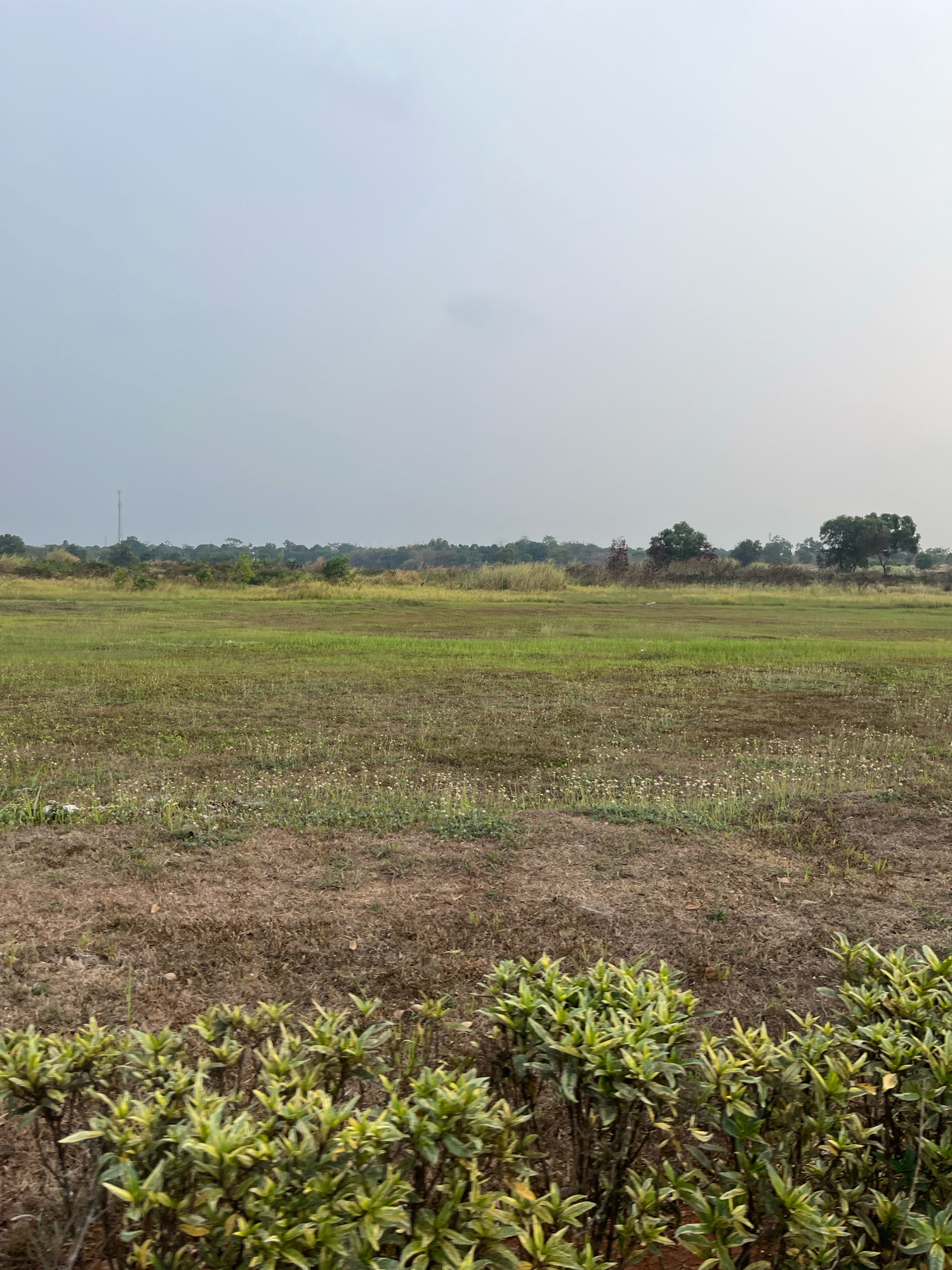 An overcast day in Rawa Banteng, Indonesia, presents a wide, open field dominated by a variety of grasses. The foreground features a strip of dry, brown earth with sparse, short green weeds and small white flowers. Behind this, a patch of lush green grass stretches across the middle ground, interspersed with patches of drier, brown vegetation and more small white wildflowers. The background consists of a distant tree line with varied shades of green and brown foliage, punctuated by a tall telecommunications tower on the left and hints of structures on the far right. The sky is a uniform pale gray, suggesting hazy or cloudy conditions. No people or animals are visible in the image.