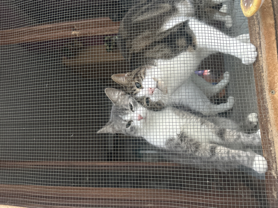 This image depicts two domestic cats observed from an exterior vantage point through a wire mesh screen, which is part of a window or door in Schiltigheim, France. The fine, grey wire mesh covers the entire foreground, creating a grid pattern over the scene. On the left, a smaller grey and white tabby cat stands upright, with its eyes partially closed and its head gently pressed against the second cat. On the right, a larger brown and white tabby cat stands, looking slightly upwards and to the left with its eyes open, its head also touching the first cat's head. Both cats display pink noses. The immediate background behind the cats appears to be an indistinct, dark interior space with hints of brown wooden structures. The wire mesh is mounted within a brown wooden frame, visible along the left and bottom edges of the image. A silver screw head is embedded in the bottom section of this wooden frame. To the lower right, positioned on the exterior side of the wooden frame, a small, light-colored, disc-shaped object with a brown spot is present.