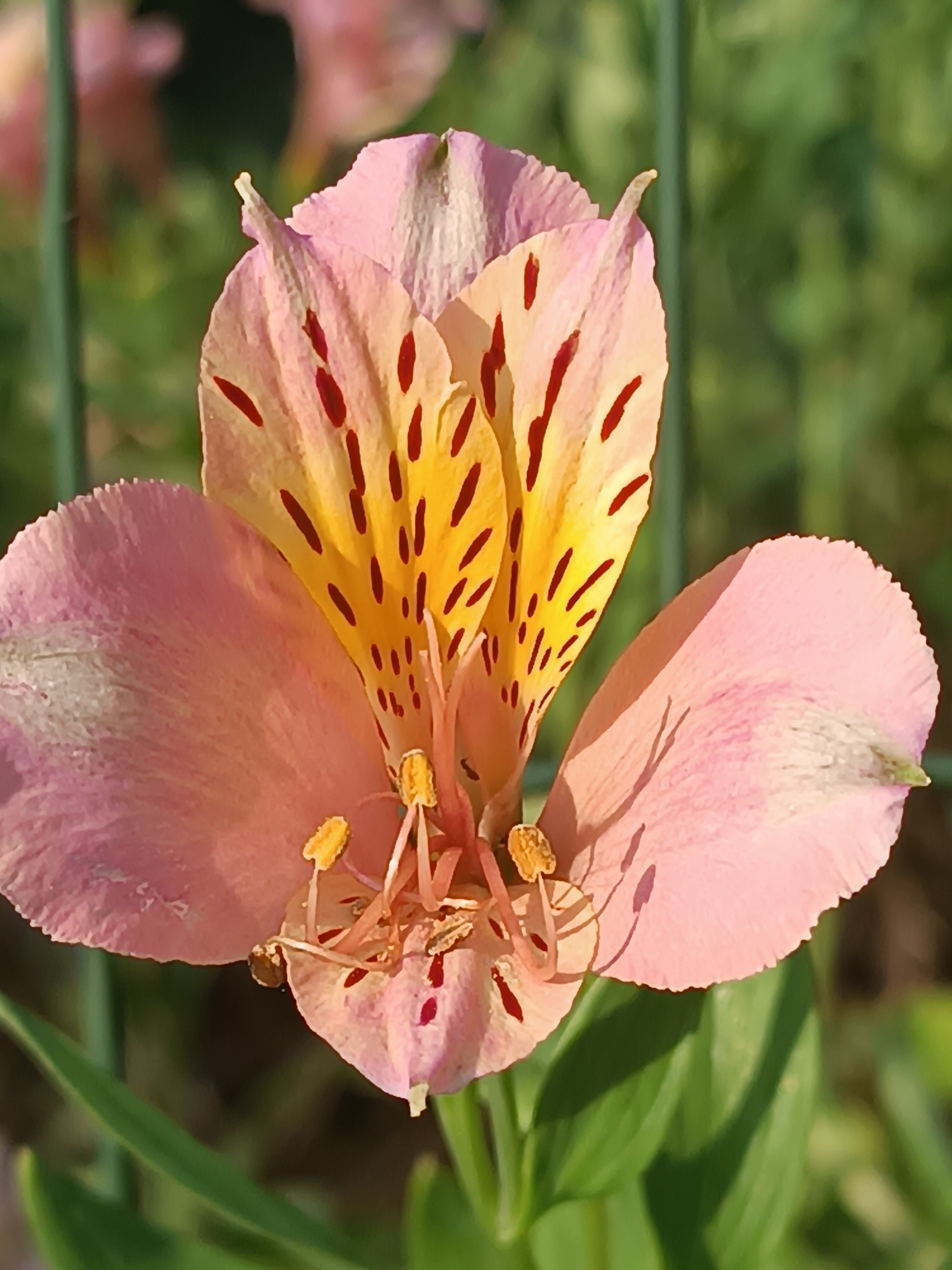 The image displays a close-up view of a blooming flower, centrally positioned. The flower consists of six petals: three outer petals are a uniform light pink, while the three inner petals exhibit distinct patterns. Two prominent upper inner petals are bright yellow, marked with numerous elongated, dark red streaks. The lowest visible inner petal is primarily light pink, featuring several small, circular dark red spots. In the center of the flower, multiple stamens are visible, each capped with a prominent yellow anther, alongside a central pistil. The background is characterized by a shallow depth of field, rendering it as a blurred field of soft green and darker green tones, indicative of out-of-focus foliage. Faint, diffuse vertical lines, potentially representing thin plant stalks or structural elements, are discernible within the blurred background. The scene is illuminated by natural light in an outdoor setting in Viadana, Italy. No people or animals are present.