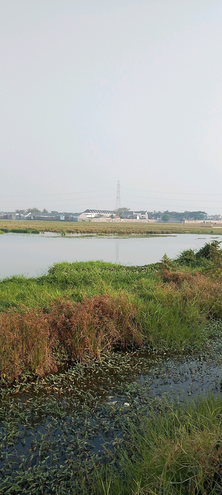 The image captures a waterfront view in Satriajaya, Indonesia, under a hazy, overcast sky. In the foreground, a body of water is partially covered with aquatic plants and debris, including what appear to be white plastic items. Dense green and brown grasses line the water's edge. Across the water, a flat, open field stretches towards a row of buildings with white walls and dark roofs. Beyond the buildings, a tall electrical transmission tower stands prominently against the sky. The scene suggests an urban or semi-urban environment bordering a natural water feature.