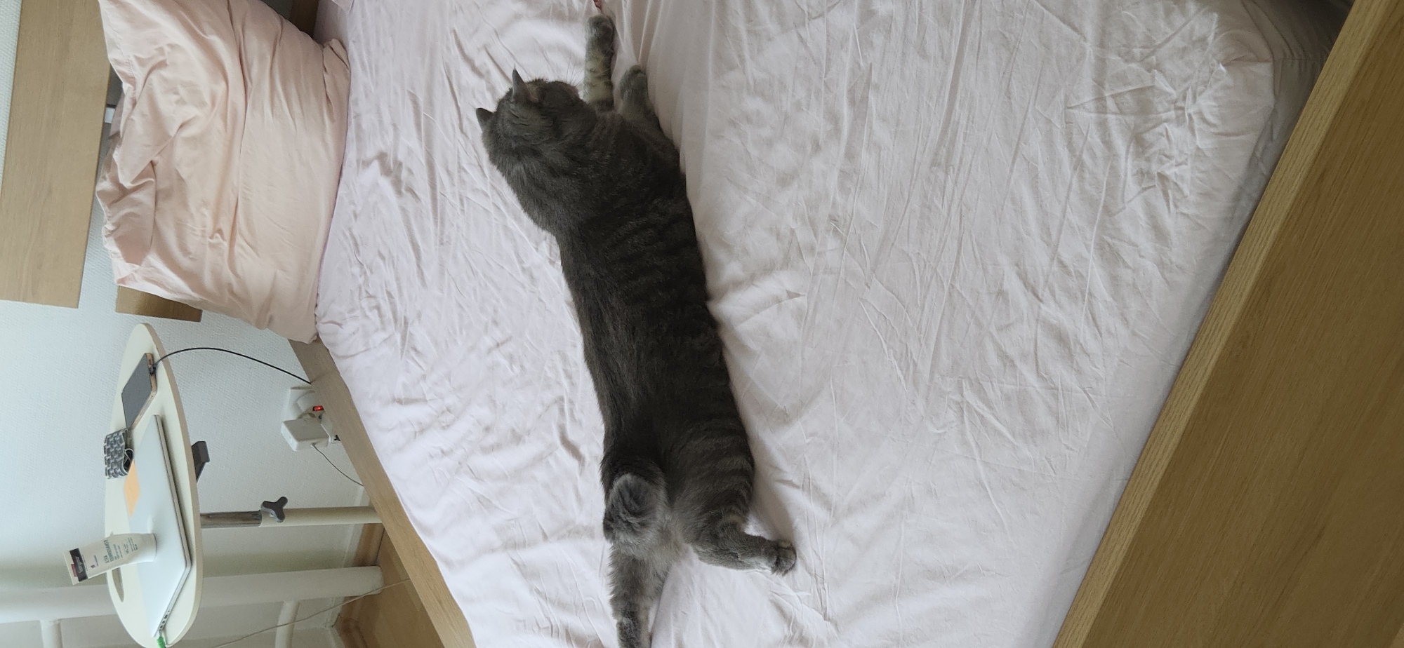 The image shows a grey cat lying on a pink-sheeted bed. The cat is stretched out on its side, with its legs extended. The bed is made of light-colored wood and appears to be in a bedroom. There is a white bedside table to the left of the bed, with a laptop, a tube of cream, and a phone on it. The room is well-lit. The image does not provide any information about the city of Strasbourg, France.