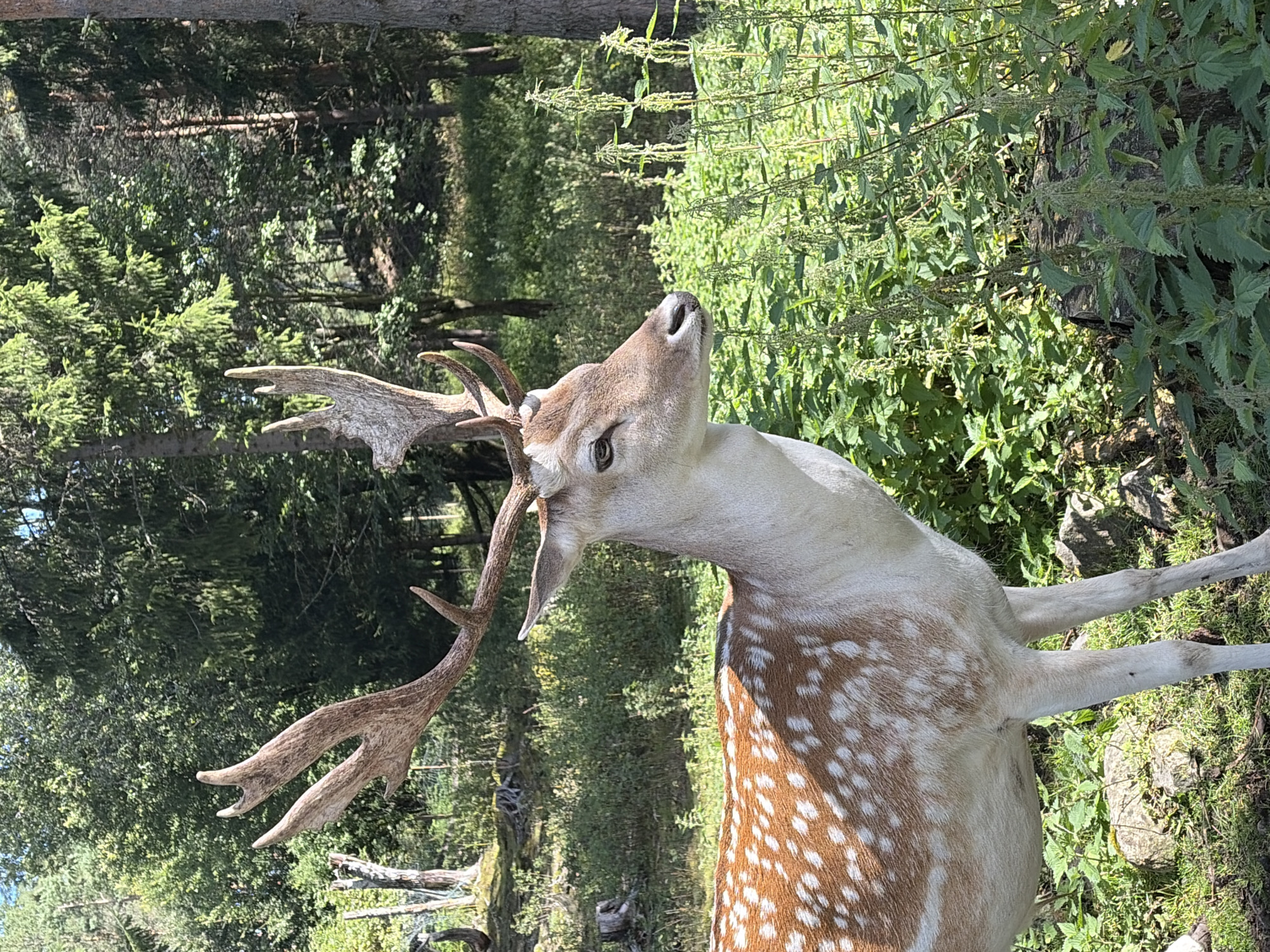 A fallow deer with white spots on its back stands in a forest clearing. The deer is facing to the right, with its head turned to the side. It has large antlers. The background is a dense forest with tall trees and green undergrowth. Sunlight filters through the trees, creating dappled light on the forest floor. The image appears to be taken in a natural setting, possibly a nature reserve or a park. There is no indication of the city of Tangen, Norway, in the image.