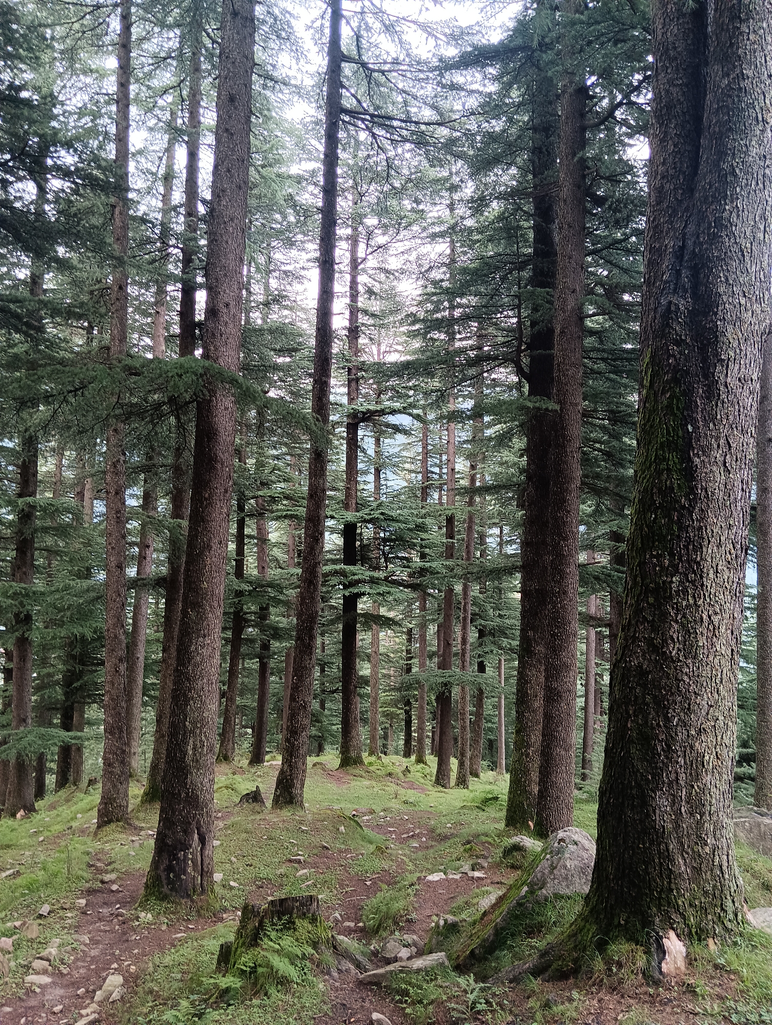 The image depicts a dense forest with tall pine trees, characteristic of the mountainous regions of Chhyal, India. The forest floor is covered in moss, grass, and scattered rocks, with a dirt path winding through it. The lighting suggests an overcast day, with diffused light filtering through the canopy. The focus is on the natural environment, with no people or man-made structures visible. The overall impression is one of tranquility and wilderness.