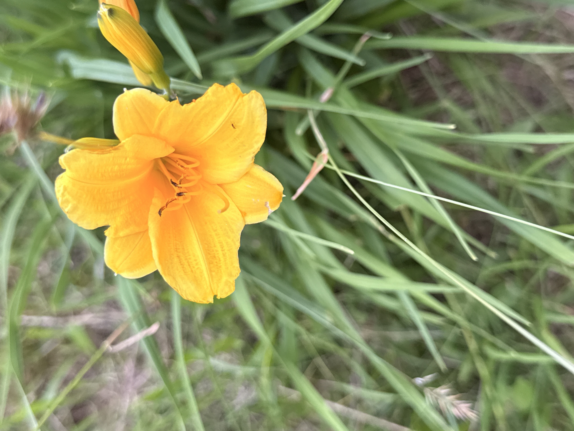 A close-up, eye-level shot captures a bright orange daylily flower in bloom, surrounded by lush green grass and foliage. The flower, with its ruffled petals and visible stamens, is the primary subject. A single, unopened bud is visible to the right of the main flower, also a vibrant orange hue. The background is softly blurred, indicating a shallow depth of field, with the green grass blades creating a natural, outdoor setting. The image appears to have been taken in Galinė, Lithuania, in a natural environment. No people or specific actions are depicted.